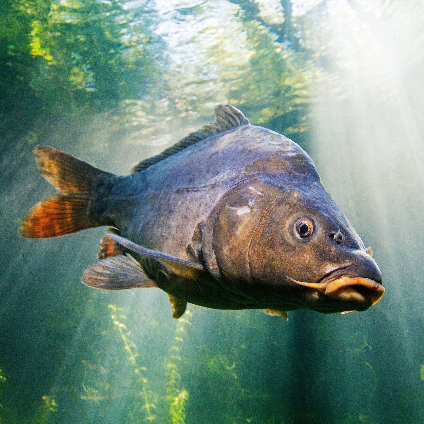 Von Karpfen bis Bratwurst: Franken kulinarisch