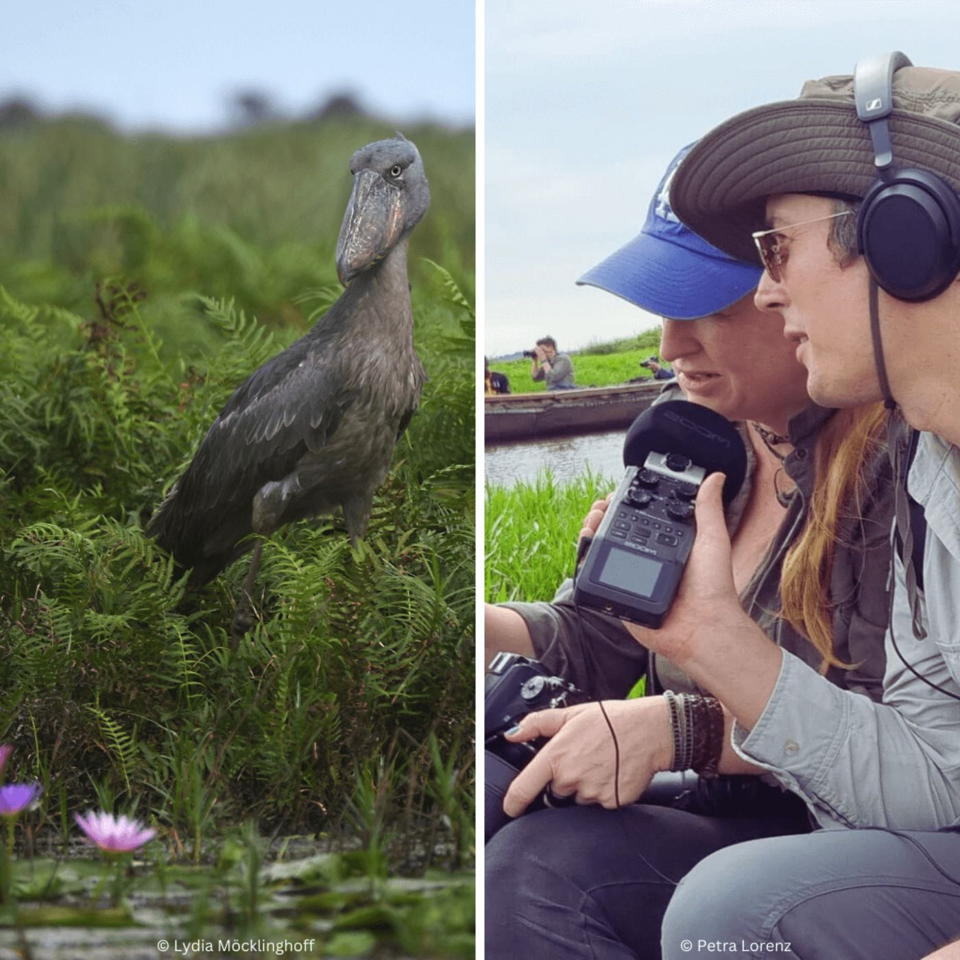 Von Schuhschnäbeln und Schimpansen (1/2) – unterwegs in Uganda mit Lydia Möcklinghoff und Erik Lorenz | Reportage | WW426