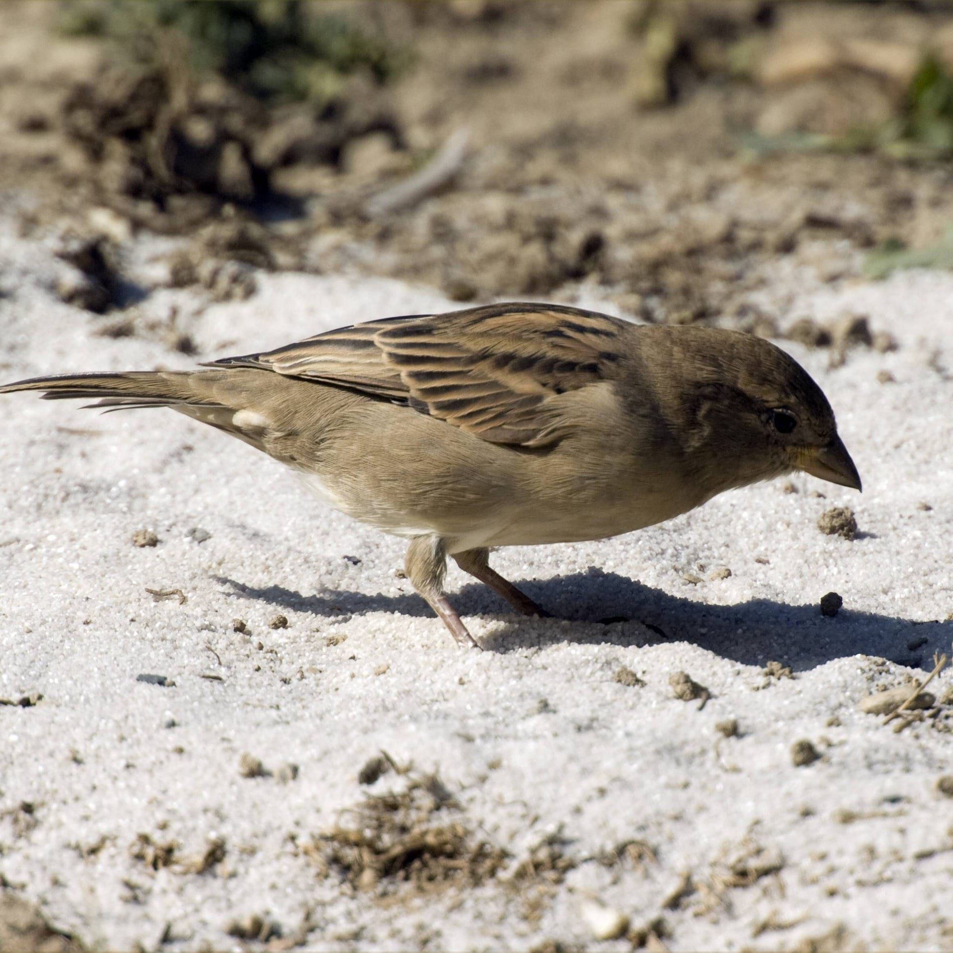 Von wegen Dreck-Spatz! Der Spatz ist ein echter Sauber-Vogel