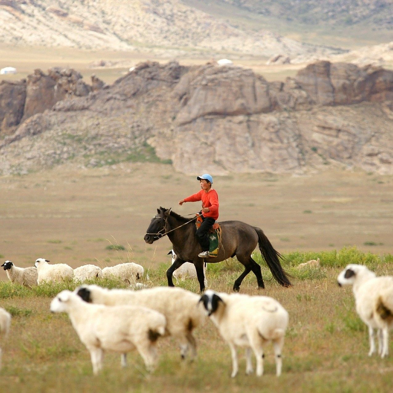 Von wegen "Guter Hirte und Idylle"... es geht um unser Leben