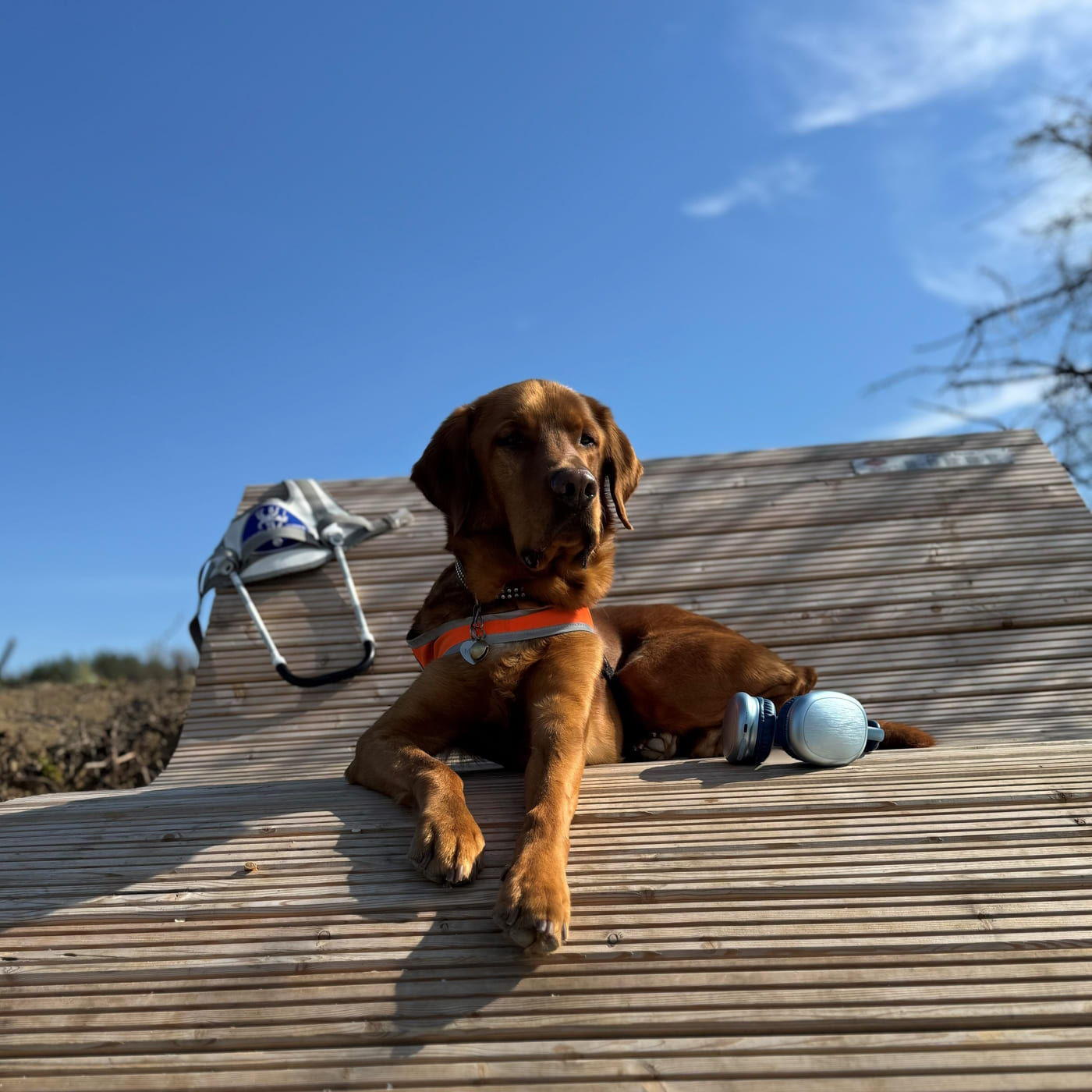 Voraussetzungen für einen Blindenführhund