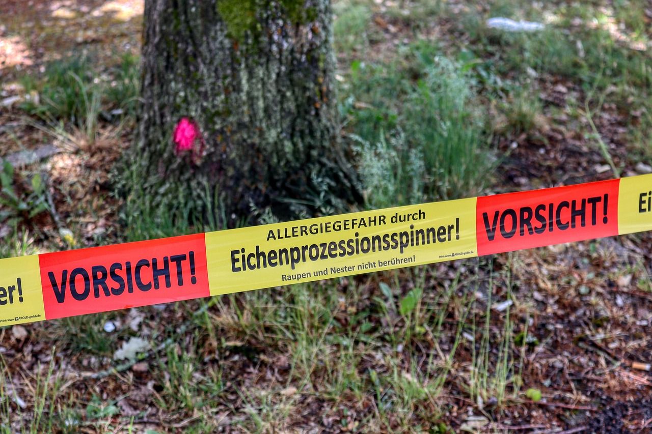 Vorsicht vor dem Eichenprozessionsspinner