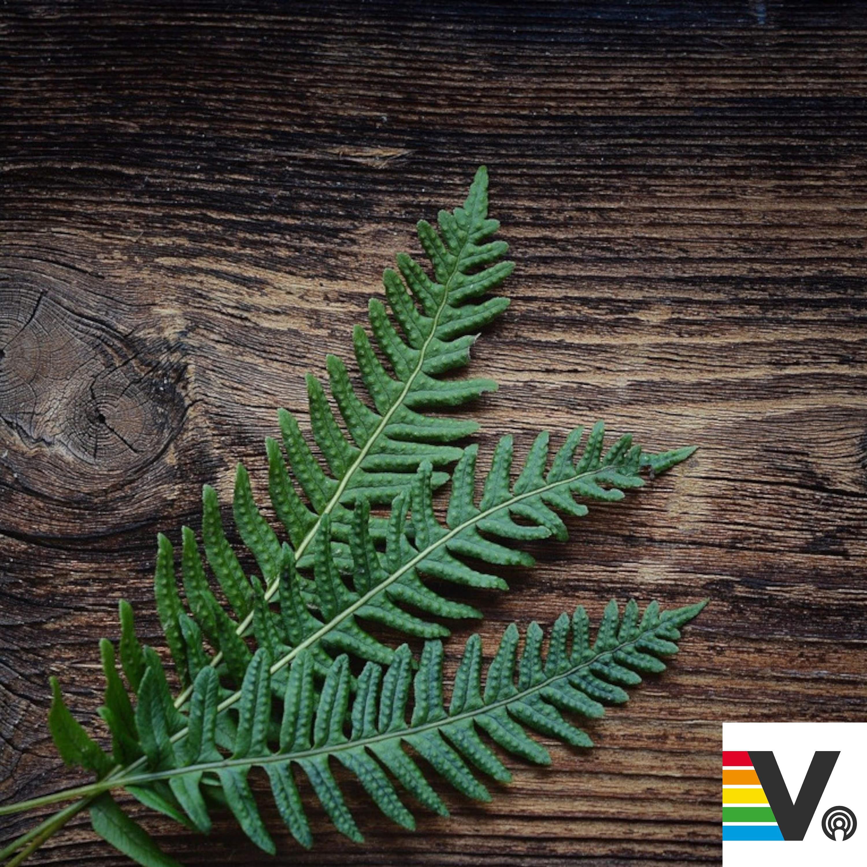 VSG Meta: Was der Großvater noch wusste