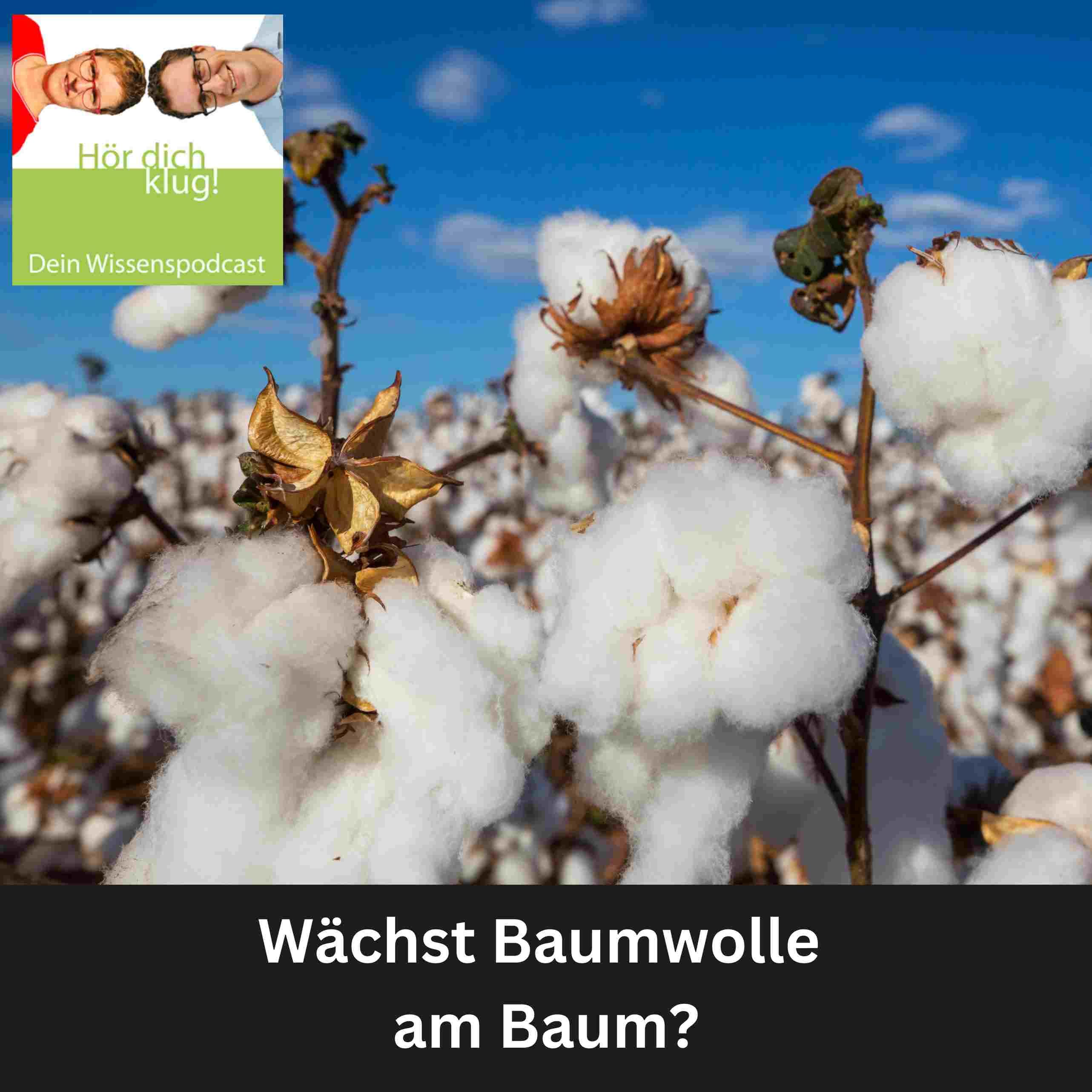 Wächst Baumwolle am Baum?