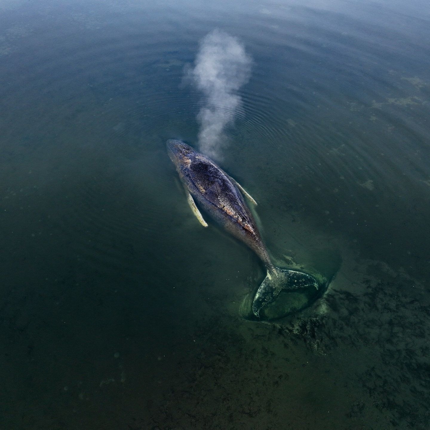 Wal-Sichtungen in Nord- und Ostsee: Was sagen sie über den Klimawandel?
