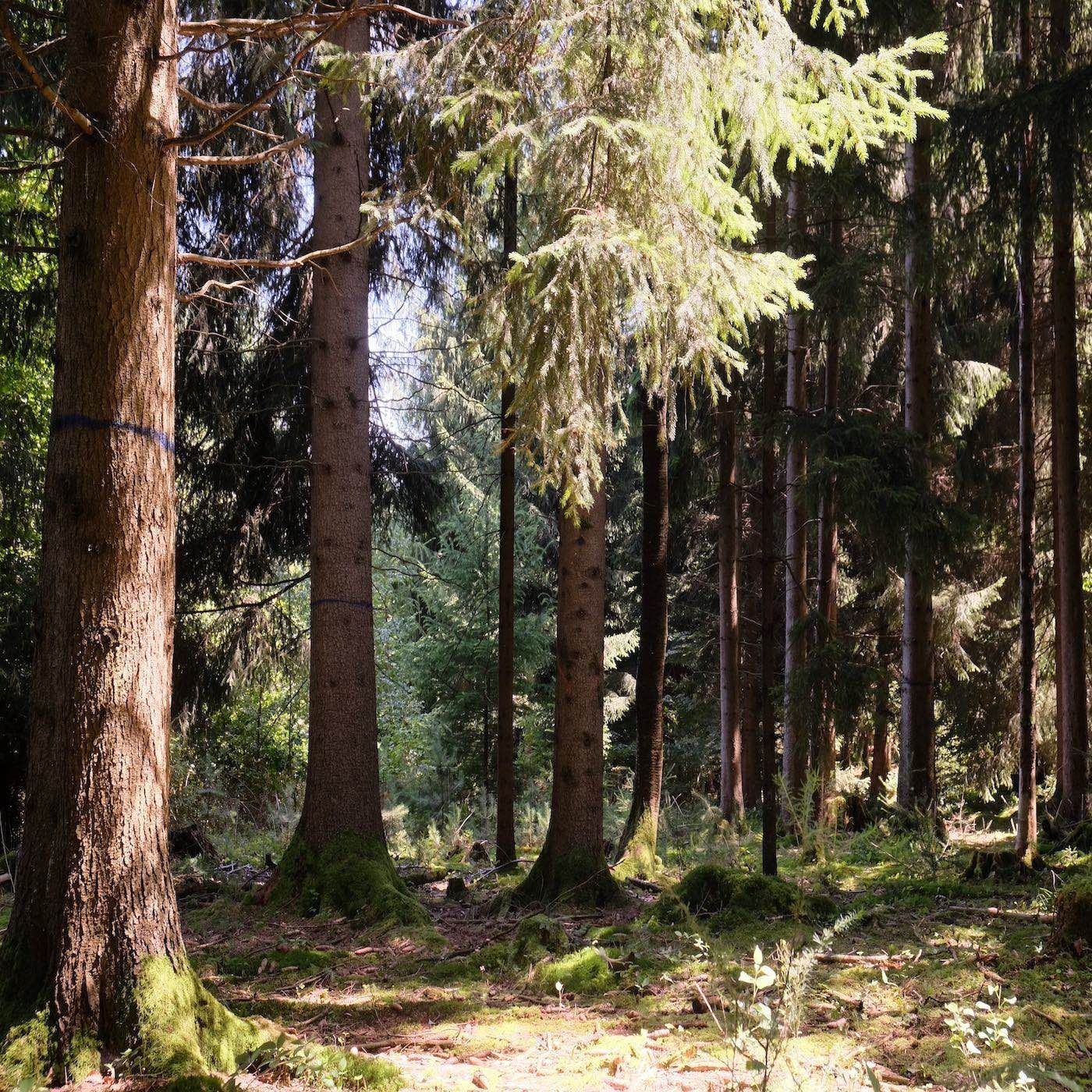 Wald, Feld und Boden - kollektive Nutzung als Schweizer Spezialität