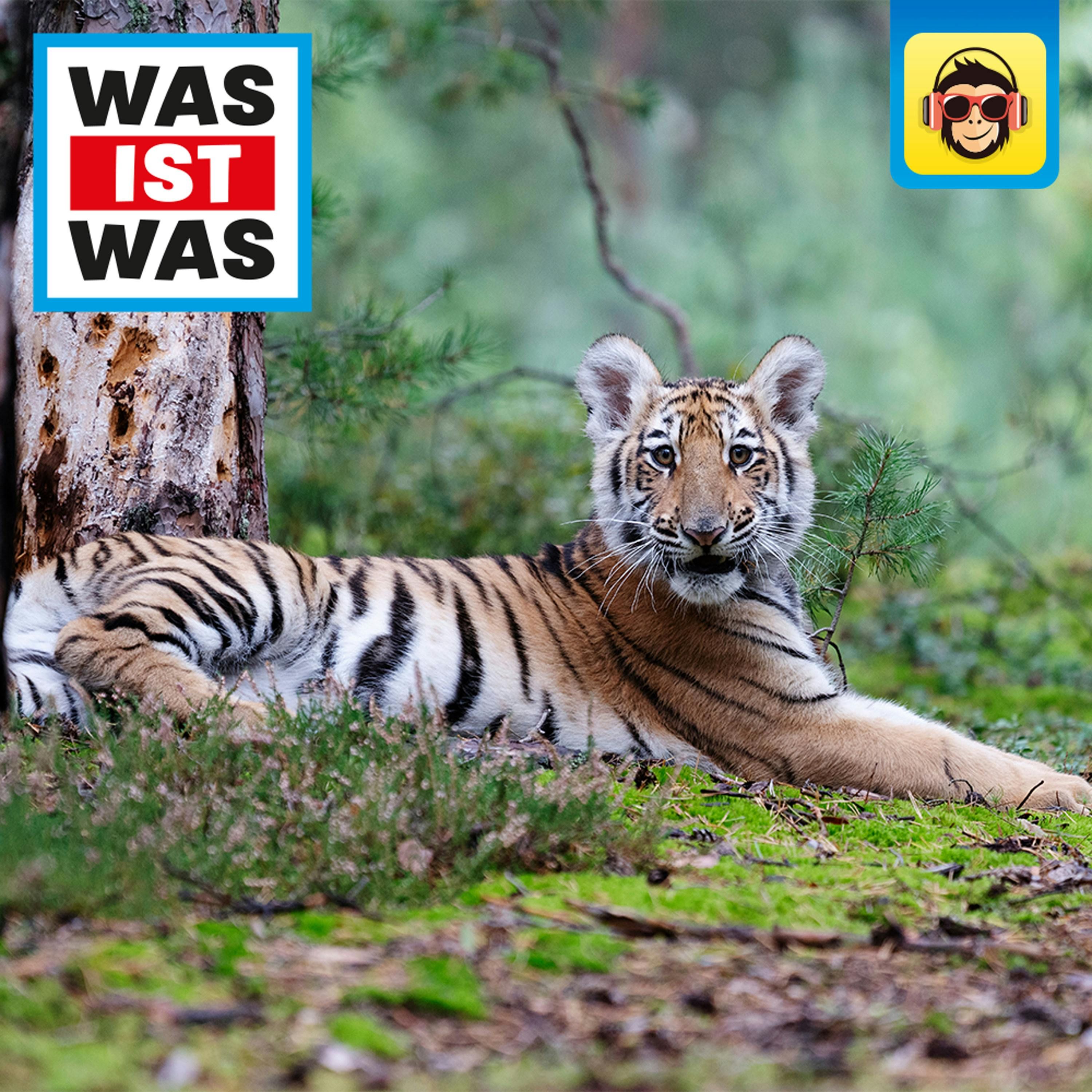 Wald - Mehr als nur Bäume