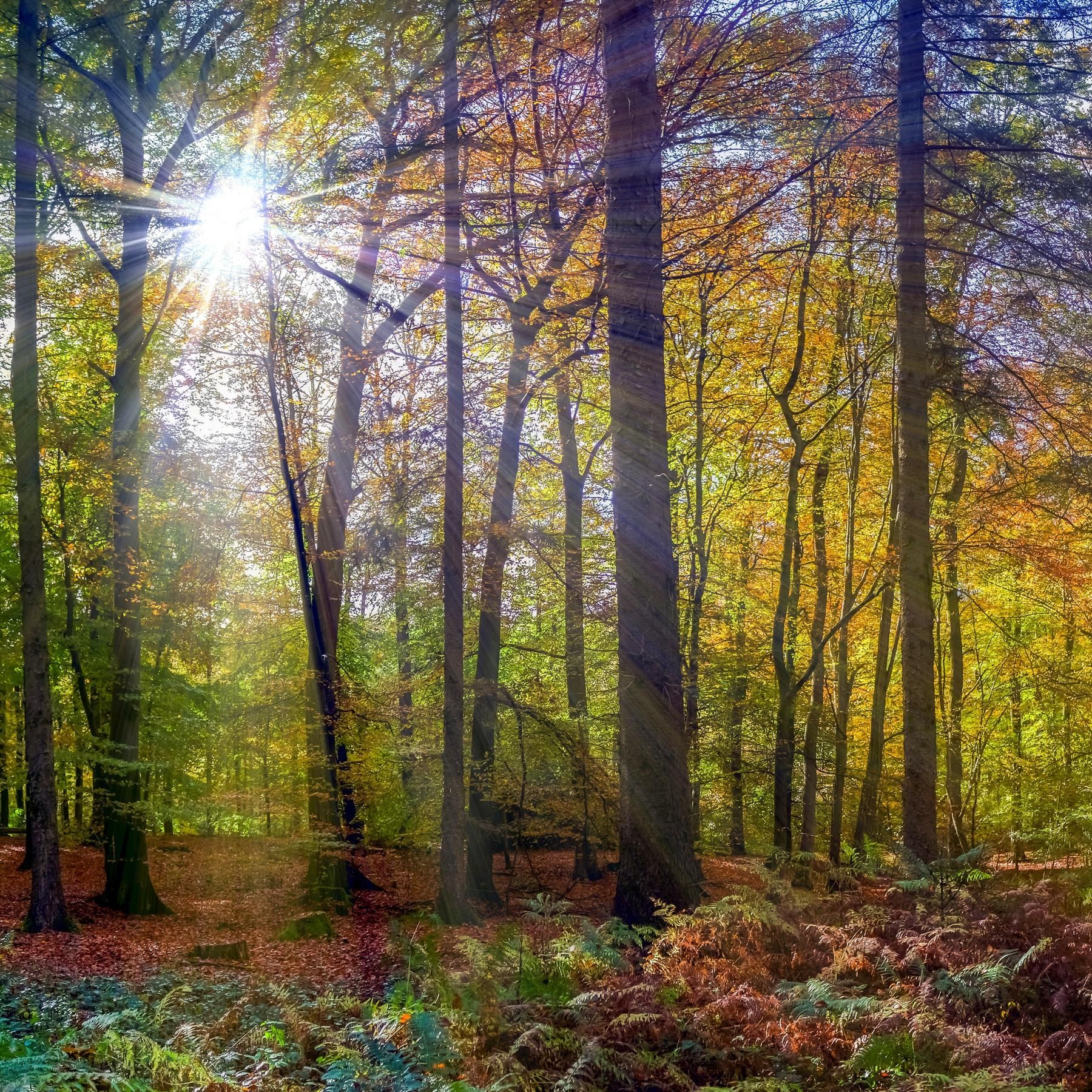 Waldmedizin - So kann der Wald uns heilen