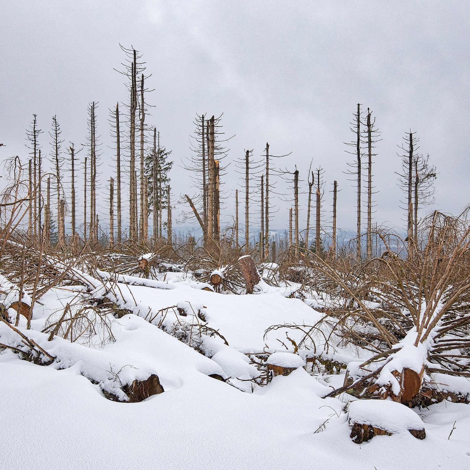Waldsterben: Was tut Deutschland für heimische Wälder?