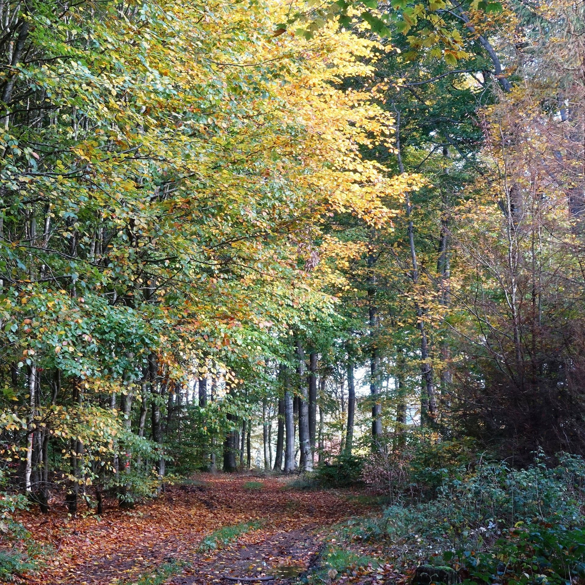 Waldzustandsbericht: Dem Wald in Rheinland-Pfalz geht es etwas besser