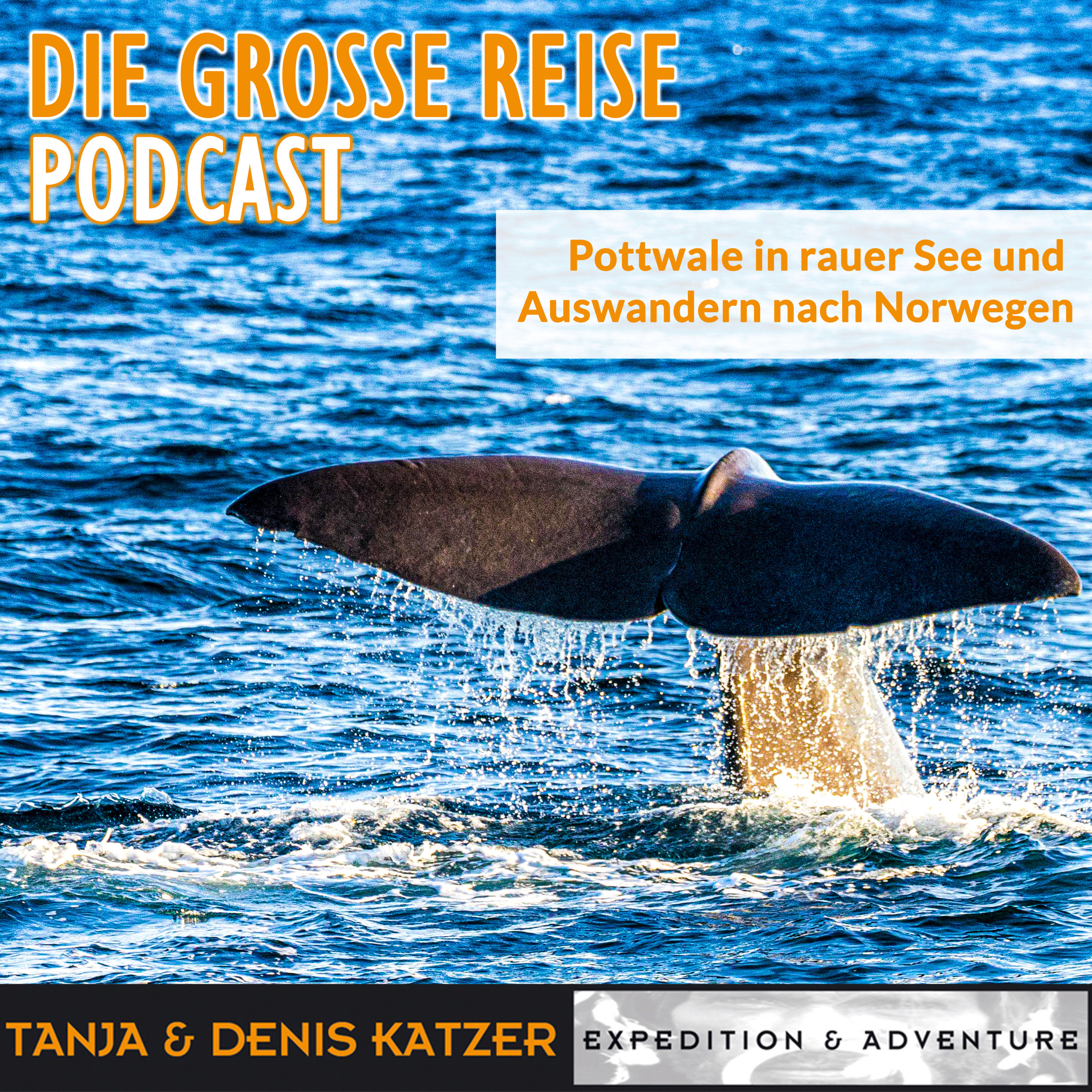 Walsafari - Pottwale in rauer See und Auswandern nach Norwegen