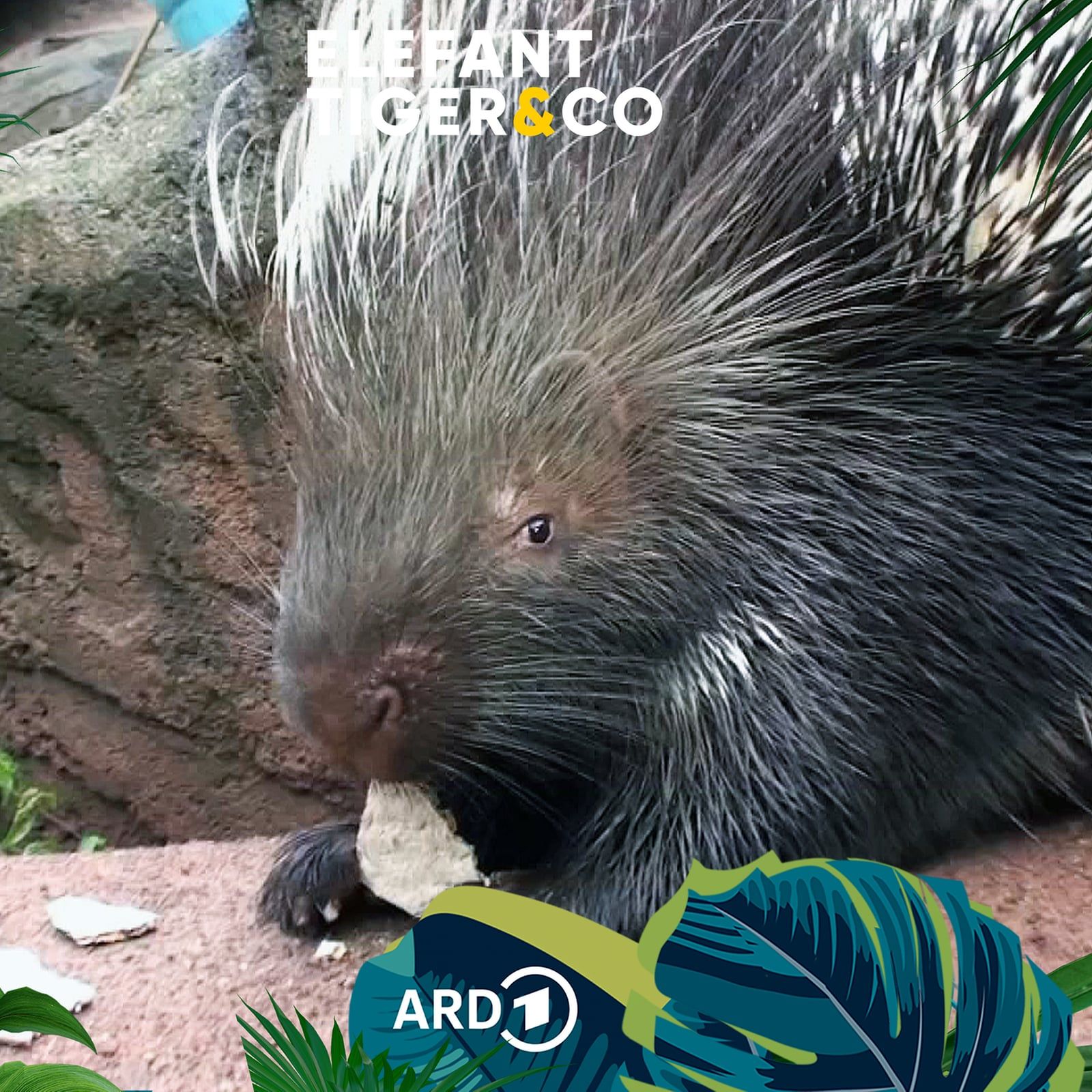 Wandelndes Nadelkissen - das Stachelschwein