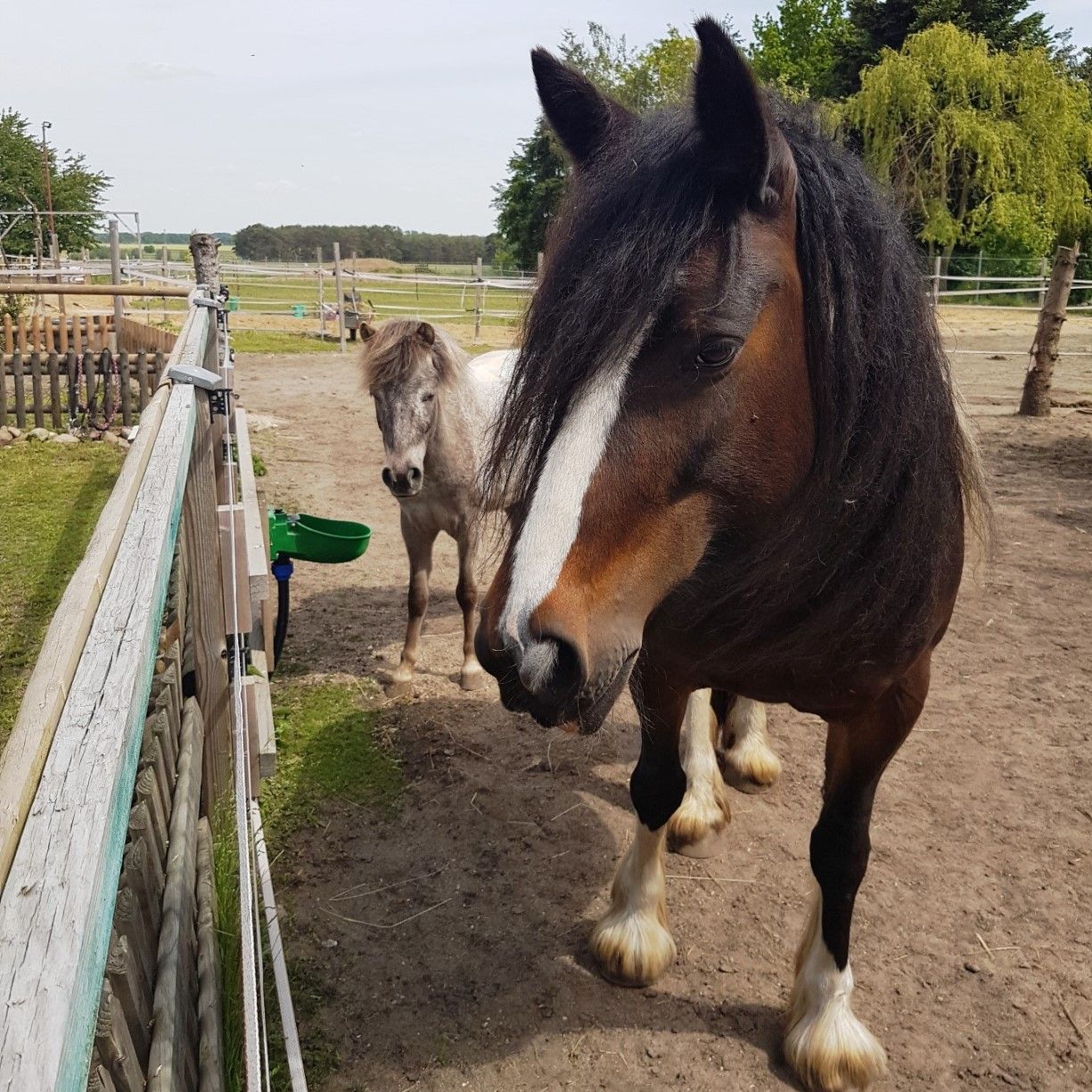 Wanderreiten in der Altmark