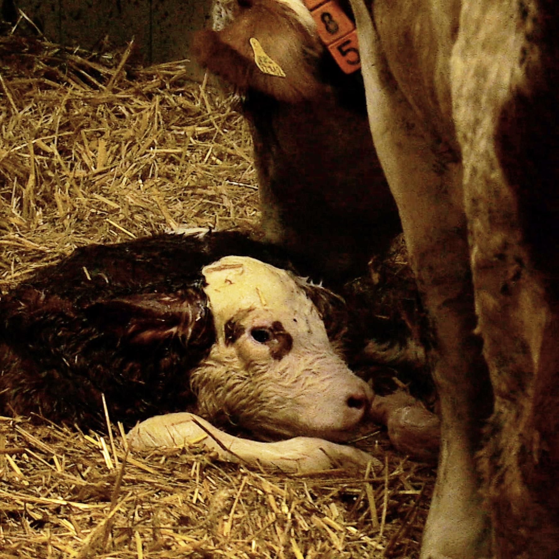 Warum bekommt die Kuh jedes Jahr ein Kalb?