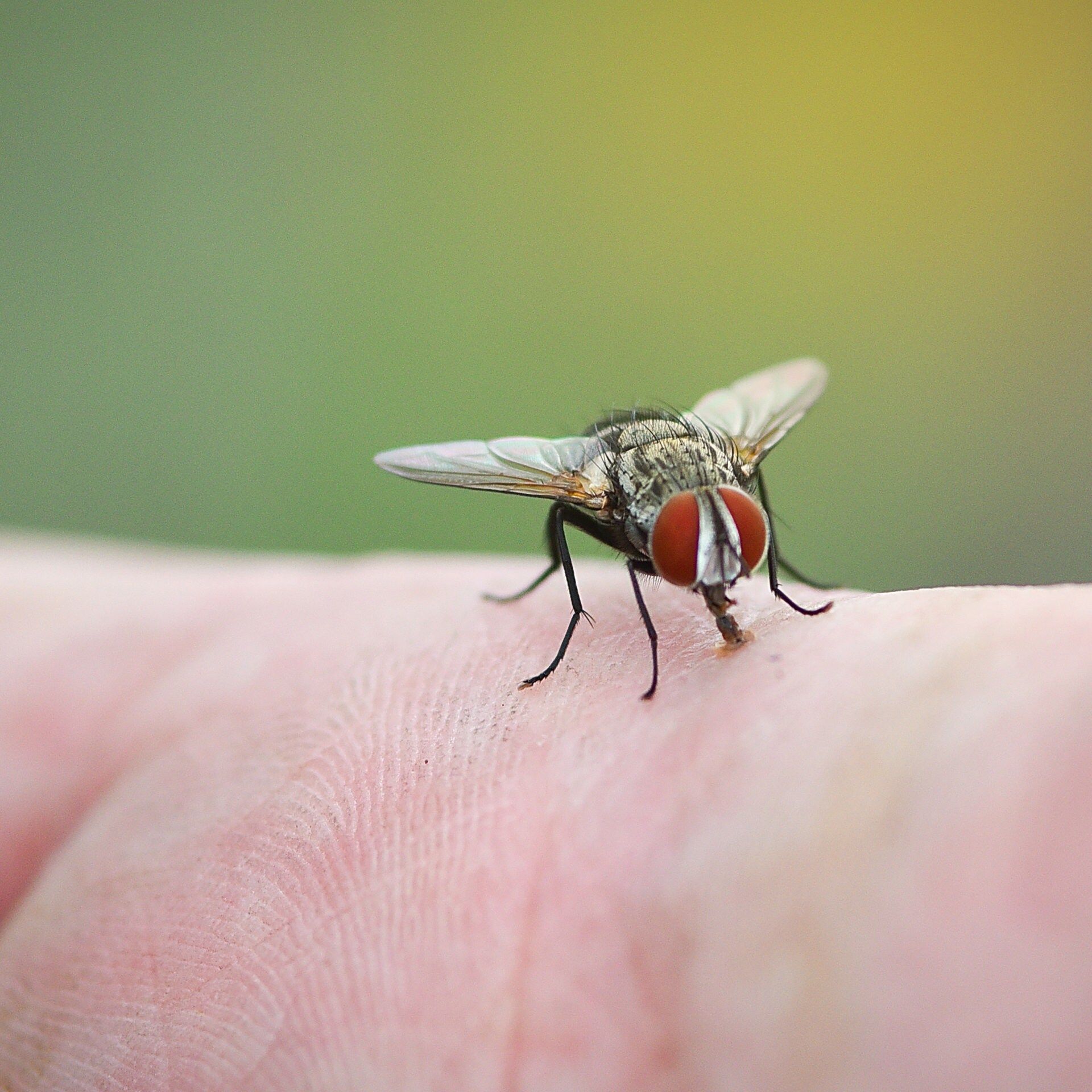 Warum fliegen Fliegen immer wieder auf unsere Haut?