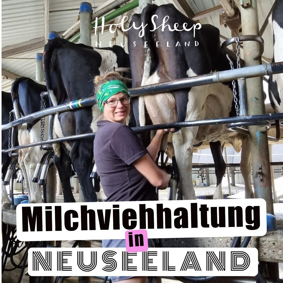 Warum gibt es immer mehr Kühe in Neuseeland? - mit Agraringenieurin Jule .