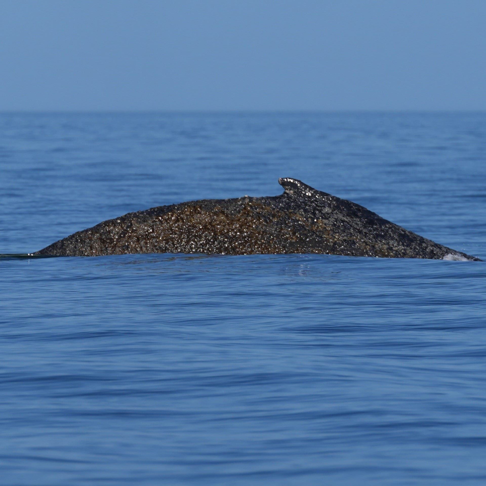 Warum interessiert uns der Buckelwal in der Ostsee so sehr?