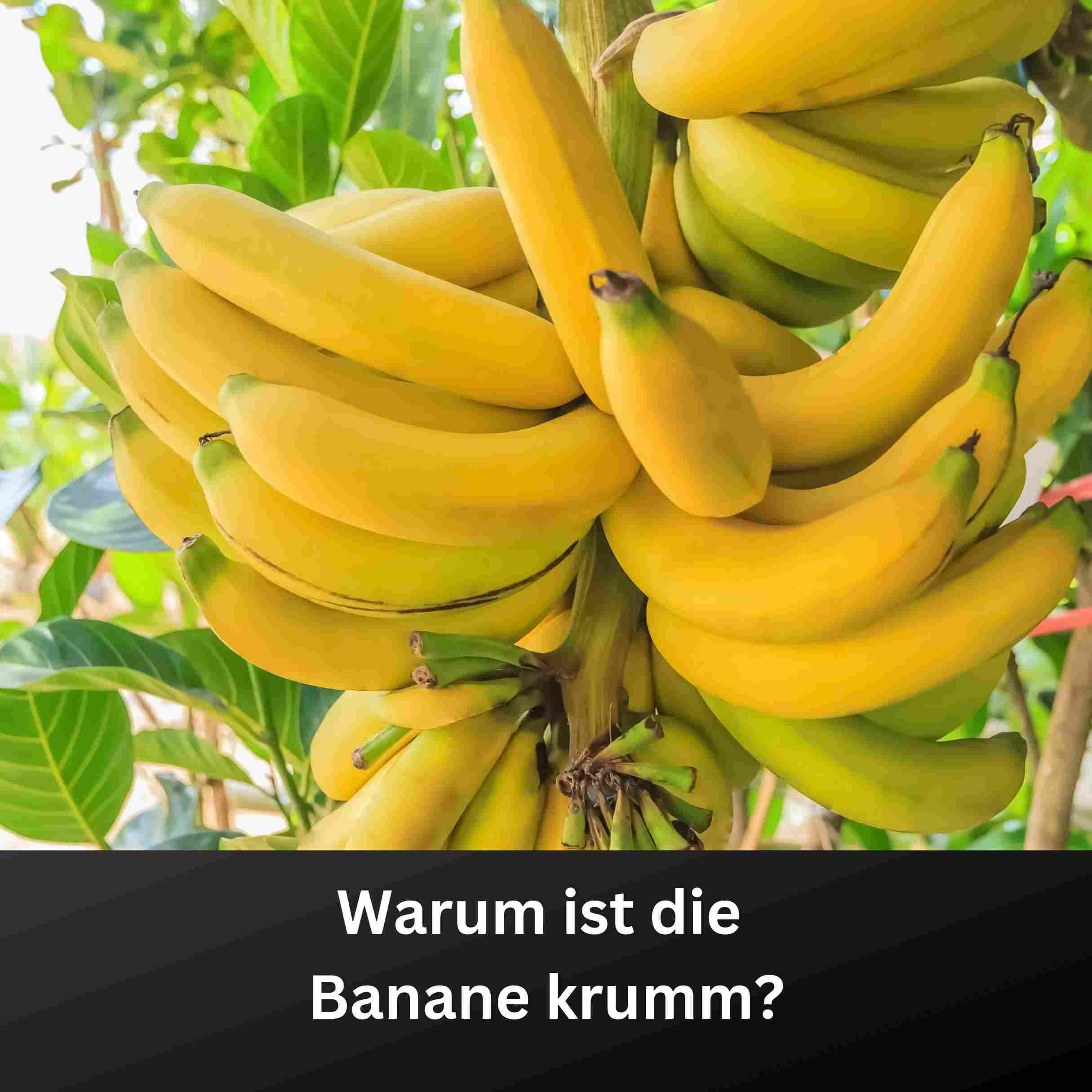 Warum ist die Banane krumm?