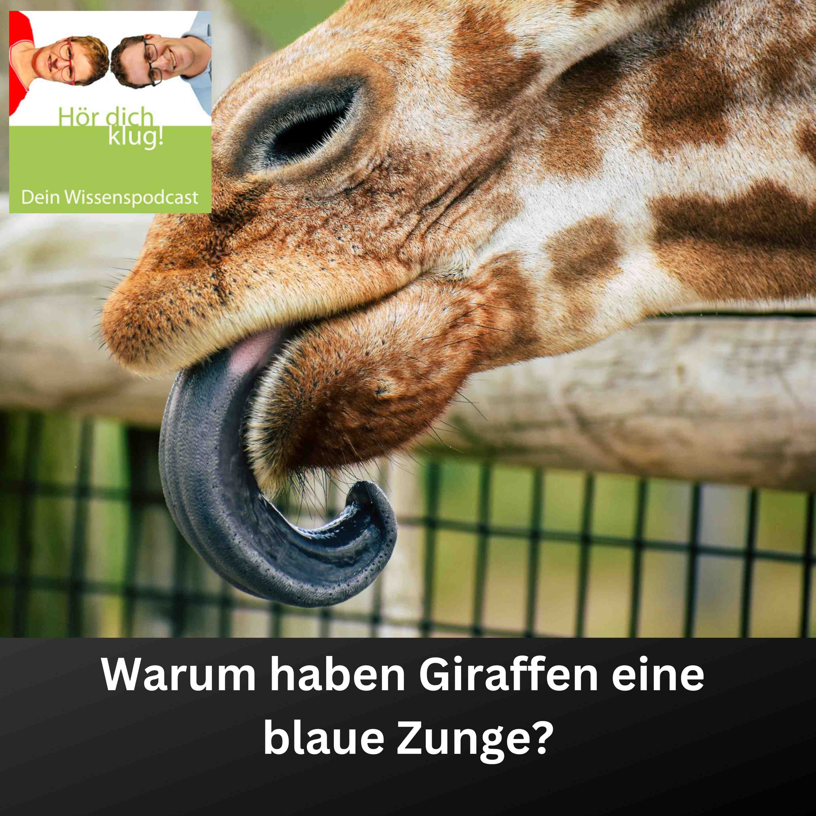 Warum ist die Giraffenzunge blau?
