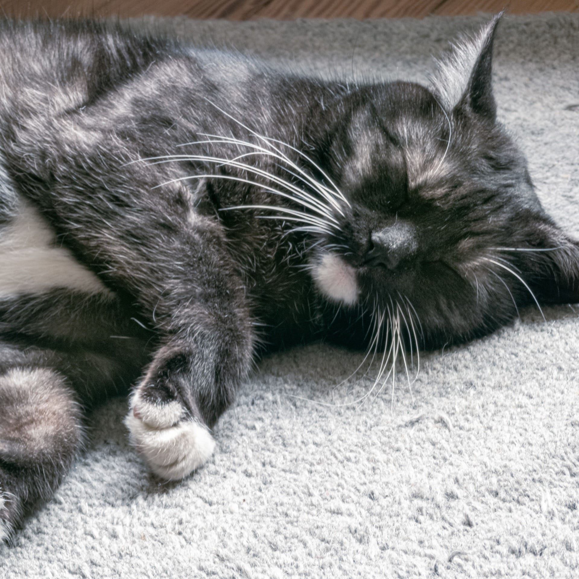 Warum Katzen Linksschläfer sind