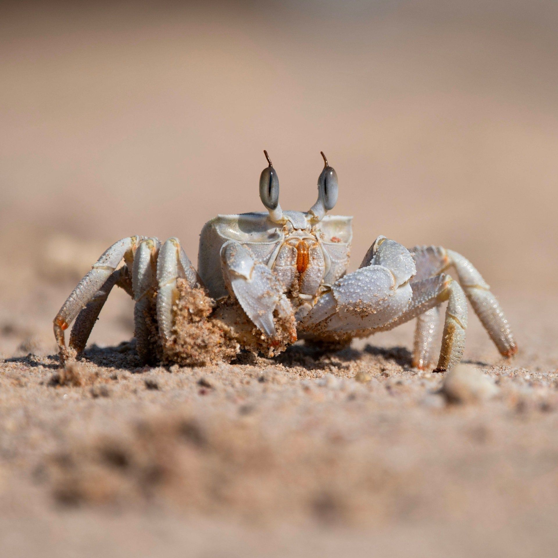 Warum laufen Krabben seitwärts?