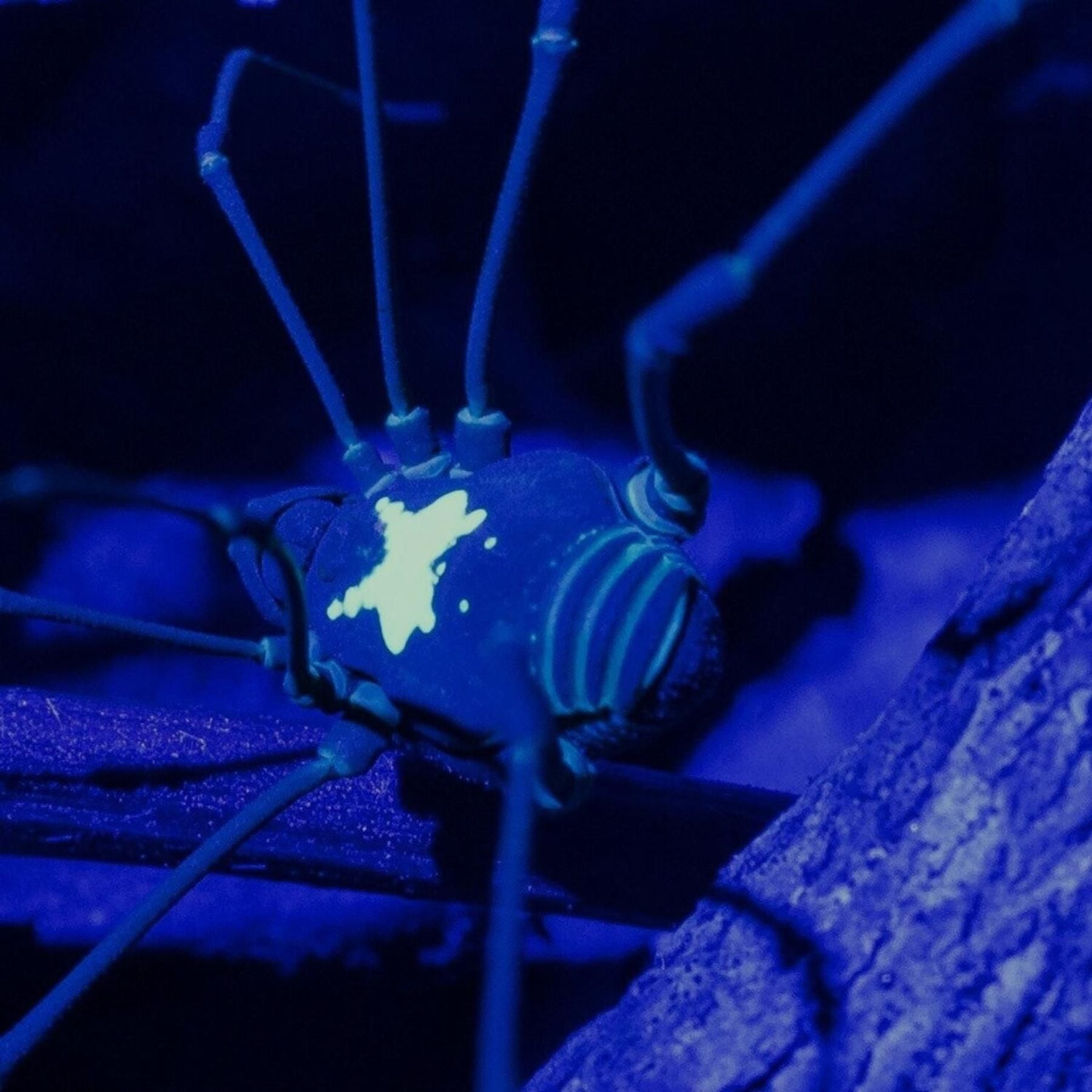 Warum leuchten Tiere? Neue Indizien