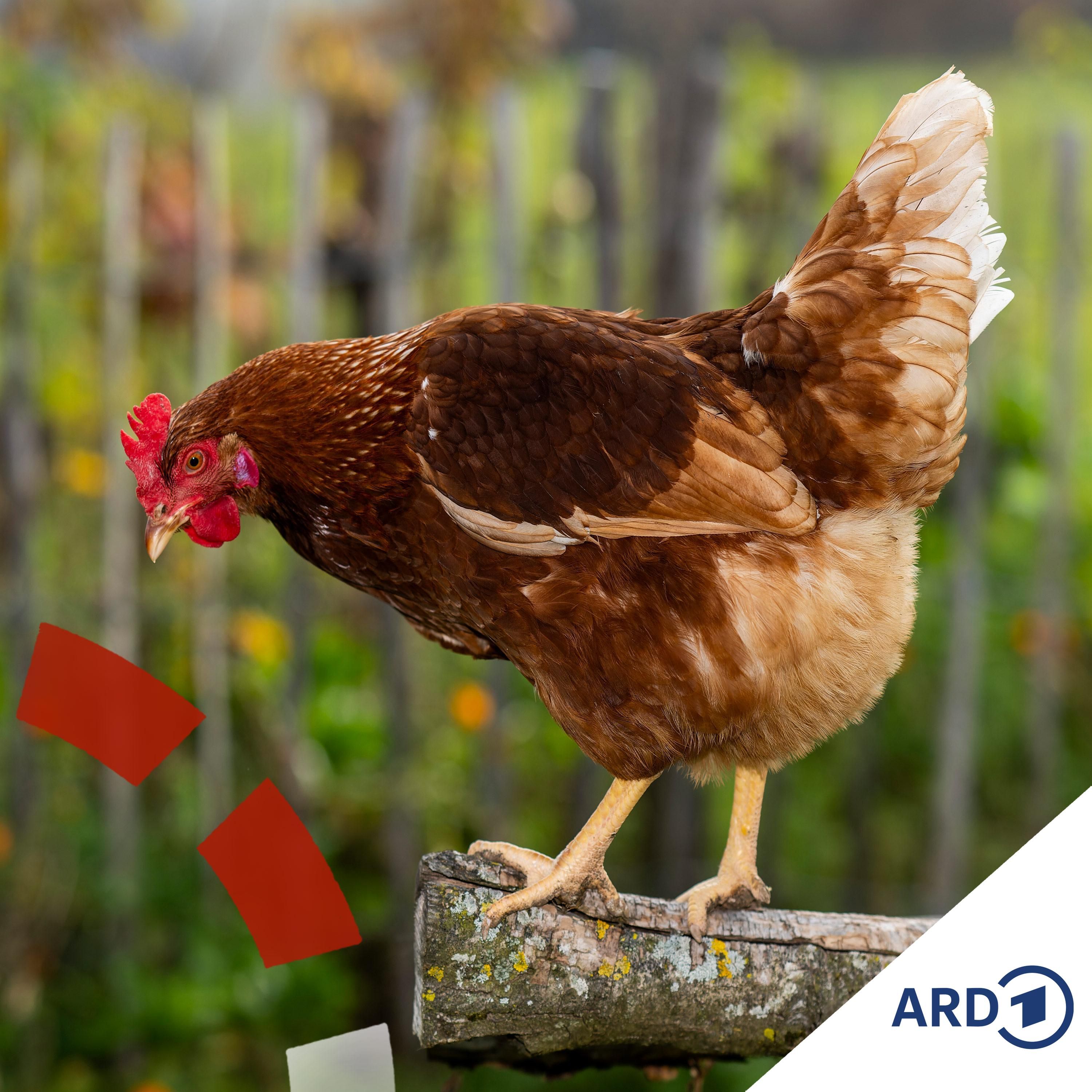 Warum mehr Bio im Supermarkt bei uns kaum was ändert