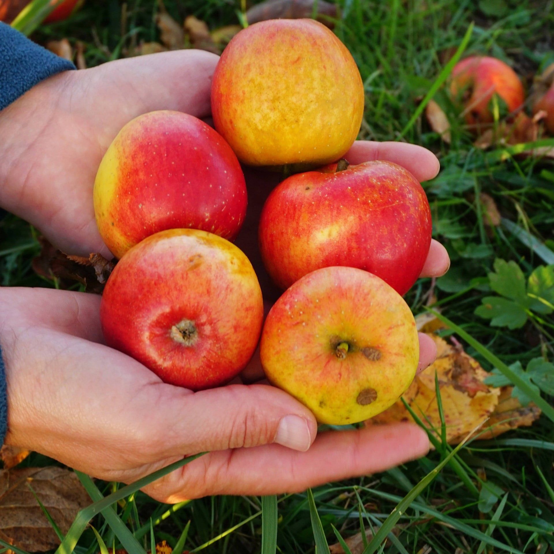 Warum schmecken Druckstellen am Obst besonders süß?