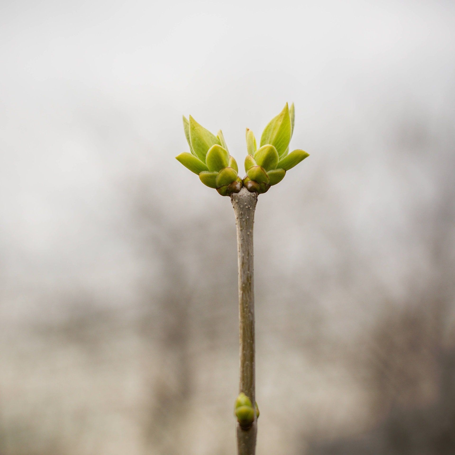 Warum sind die Blätter an Jungtrieben heller?