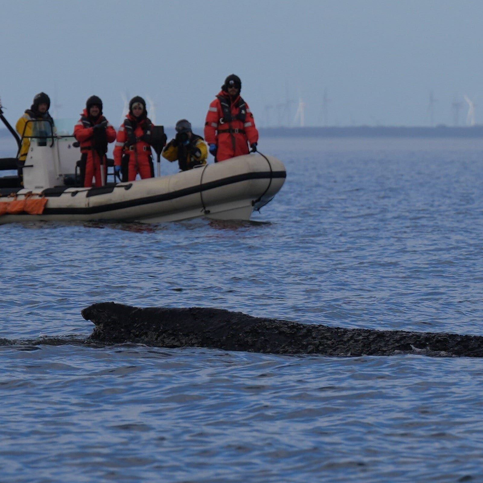 Warum wir mit dem Wal in der Ostsee mitleiden