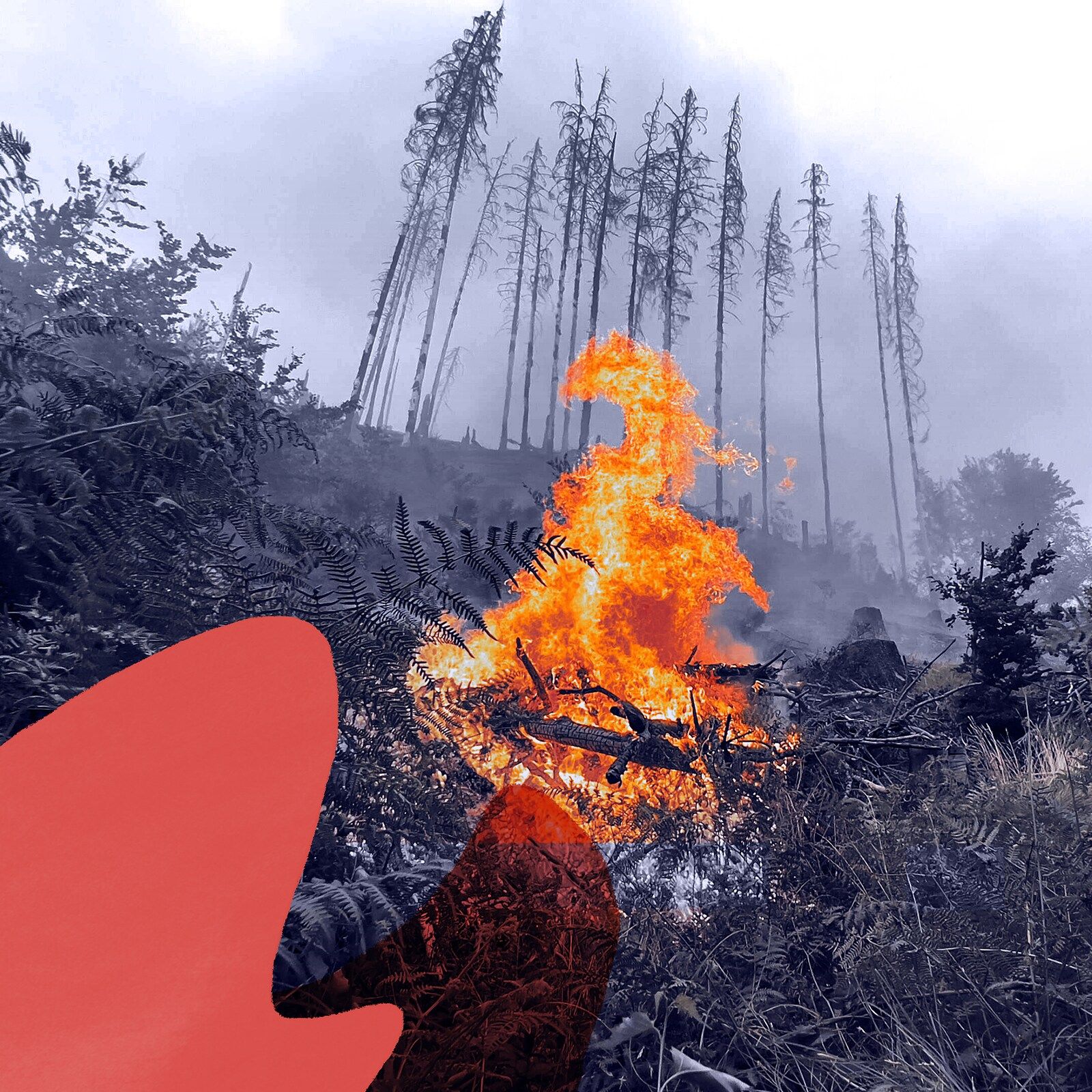 Warum wütet das Feuer so verheerend? (2/5)