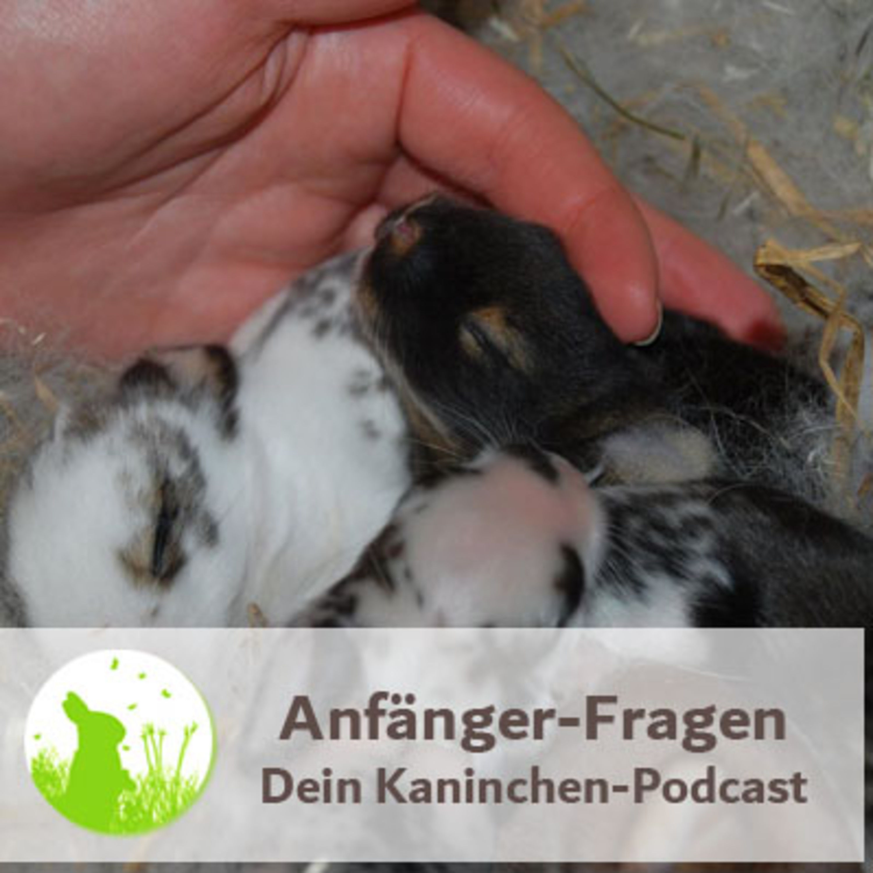 Was du als Kaninchen-Anfänger unbedingt wissen musst