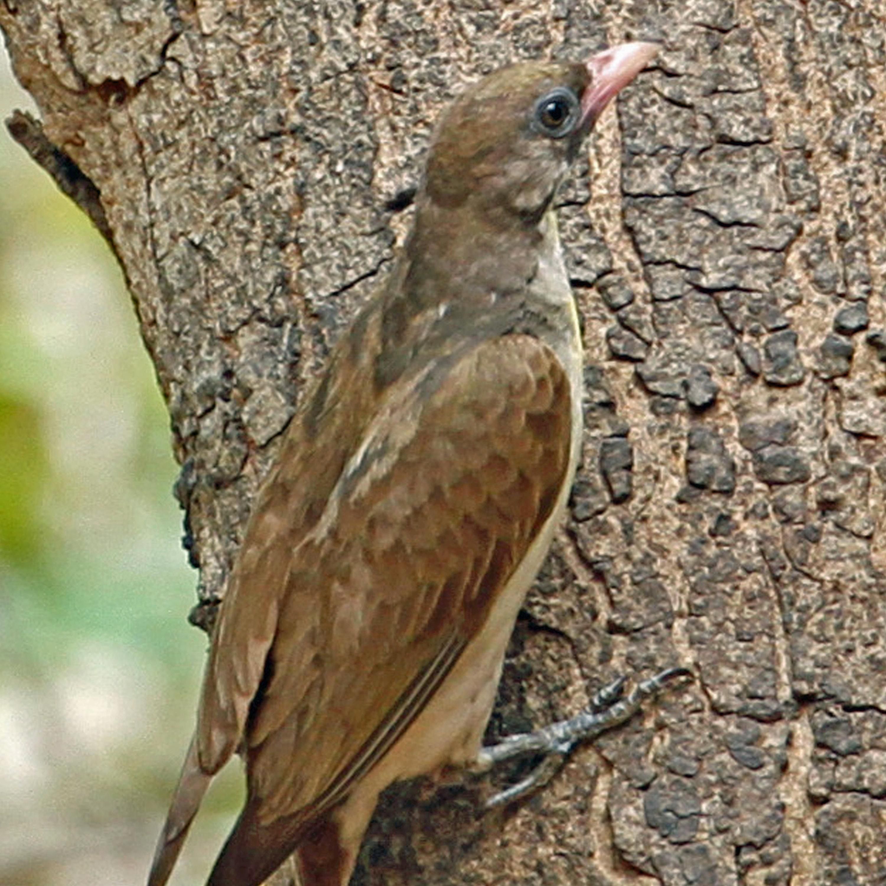 Was ist ein Honiganzeiger? (Tier des Monats)