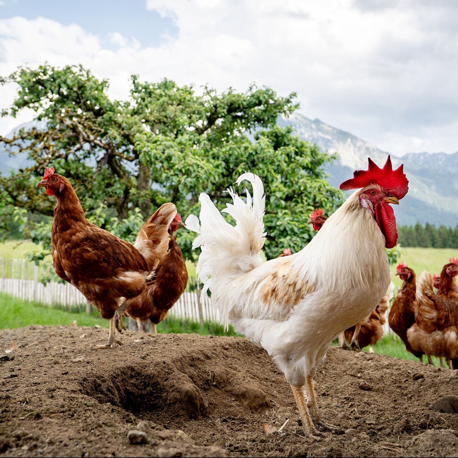 Was man über das mutierte Newcastle-Virus wissen muss