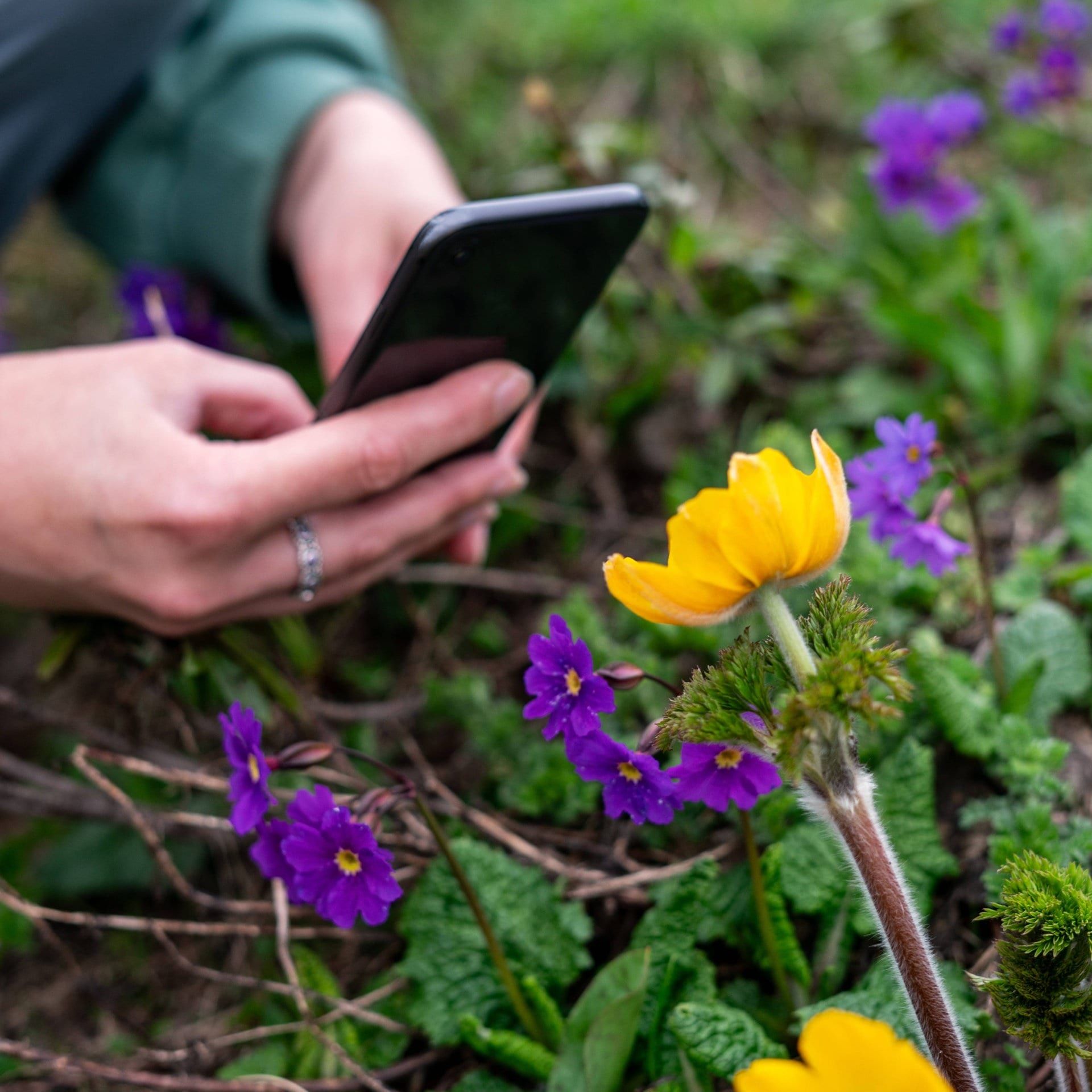 Was Pflanzenbestimmungs-Apps über den Zustand unserer Städte verraten
