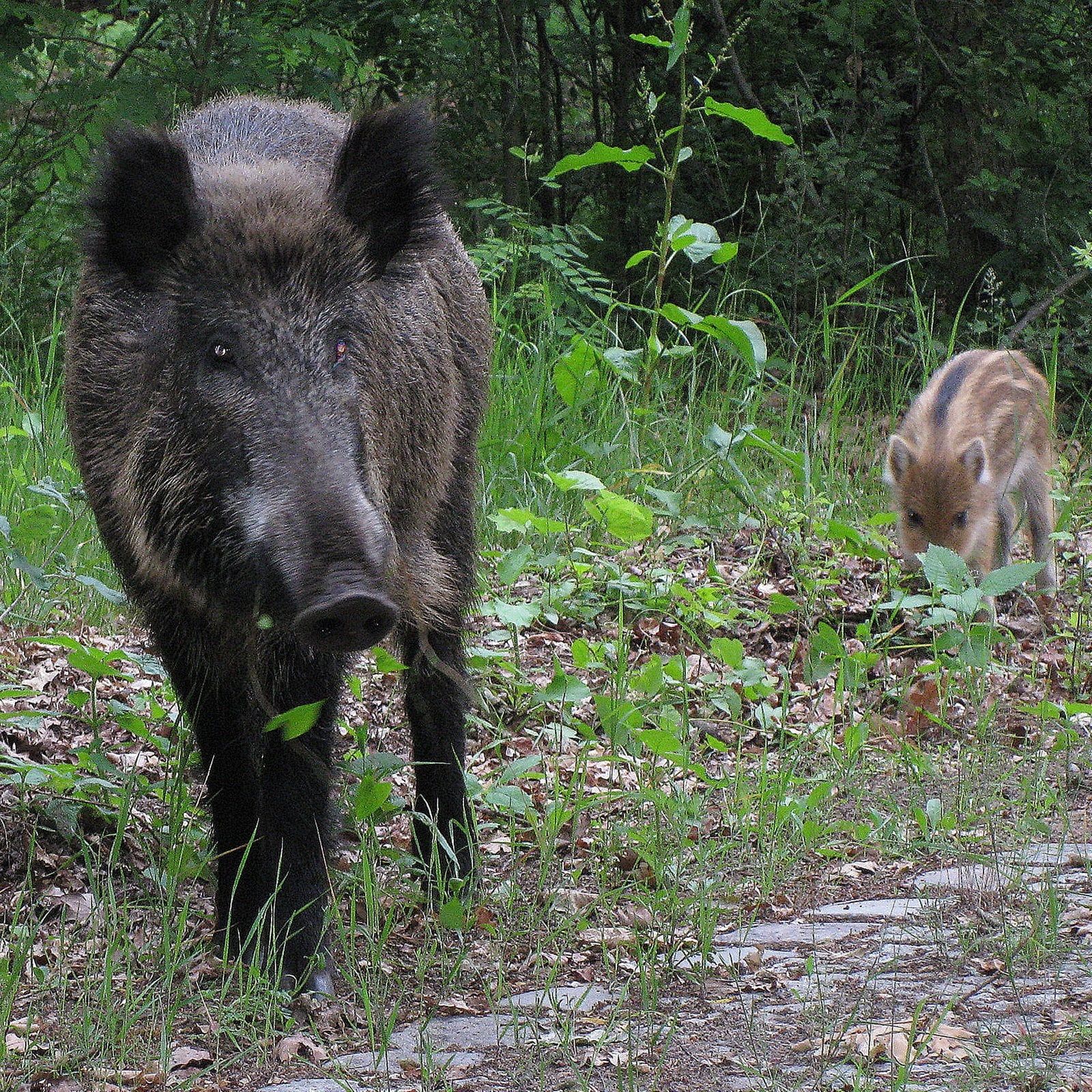 Was tun bei Begegnung mit Wildschweinen?