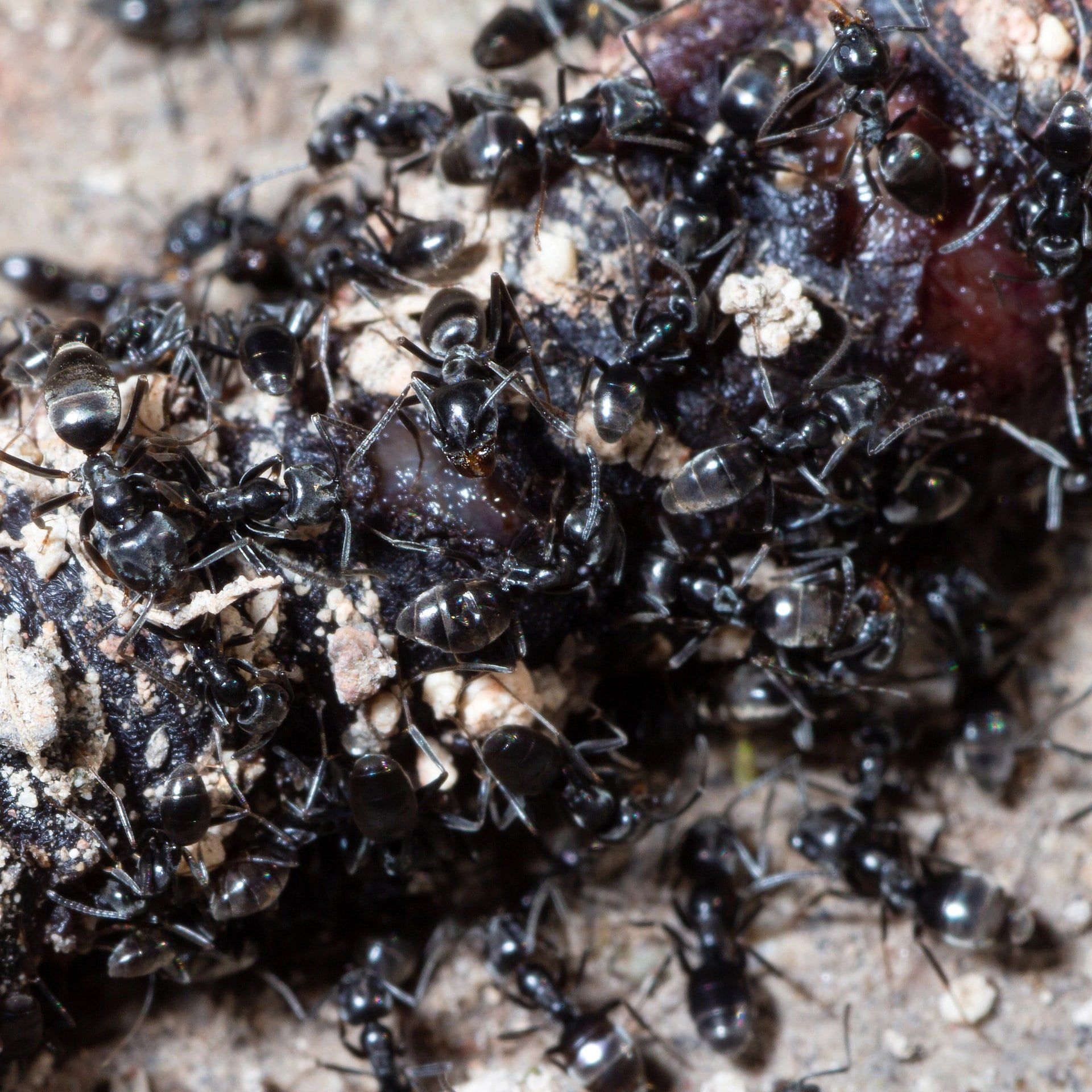 Was tun gegen die invasive Ameisen-Art Tapinoma Magnum?