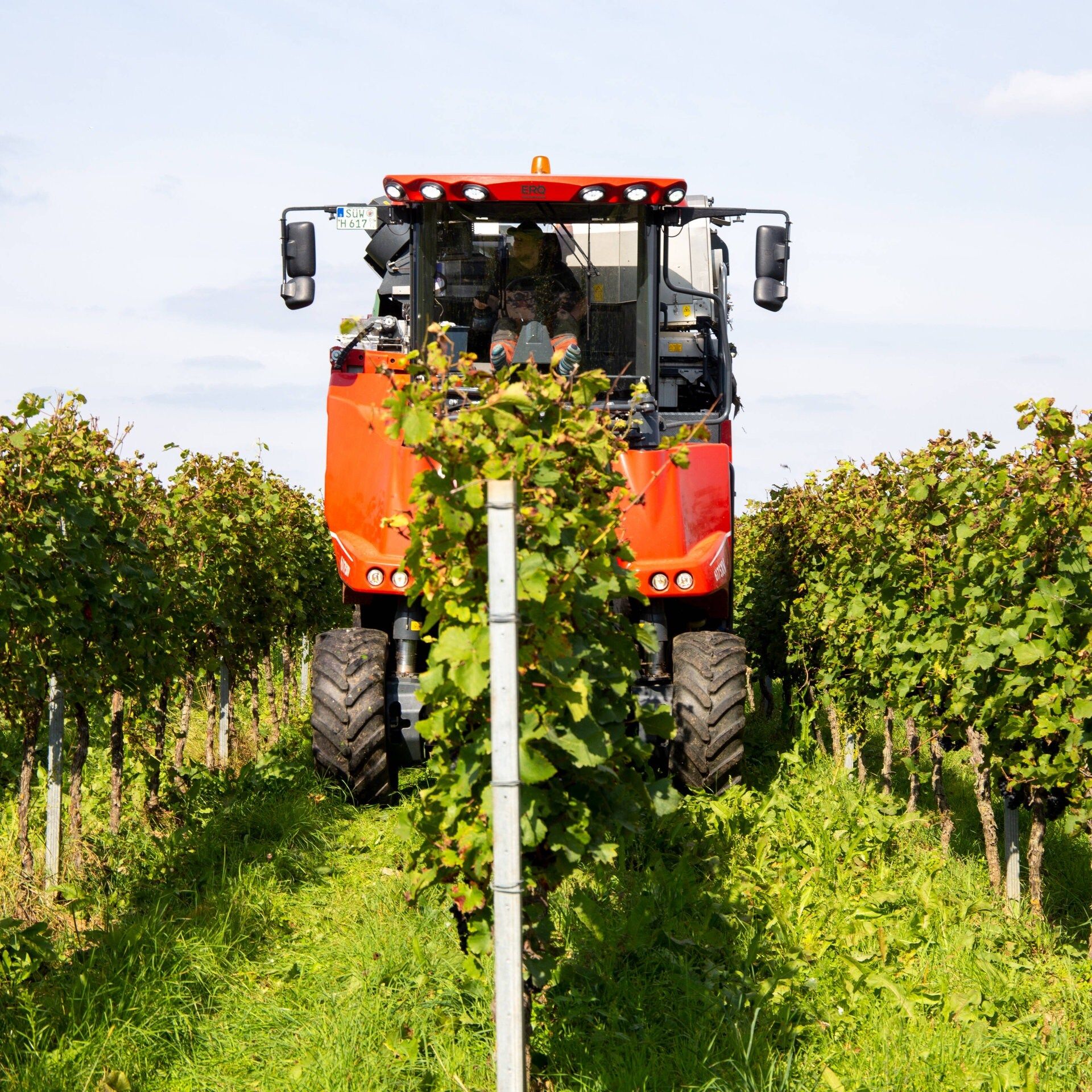 Weinernte 2025 besser als erwartet