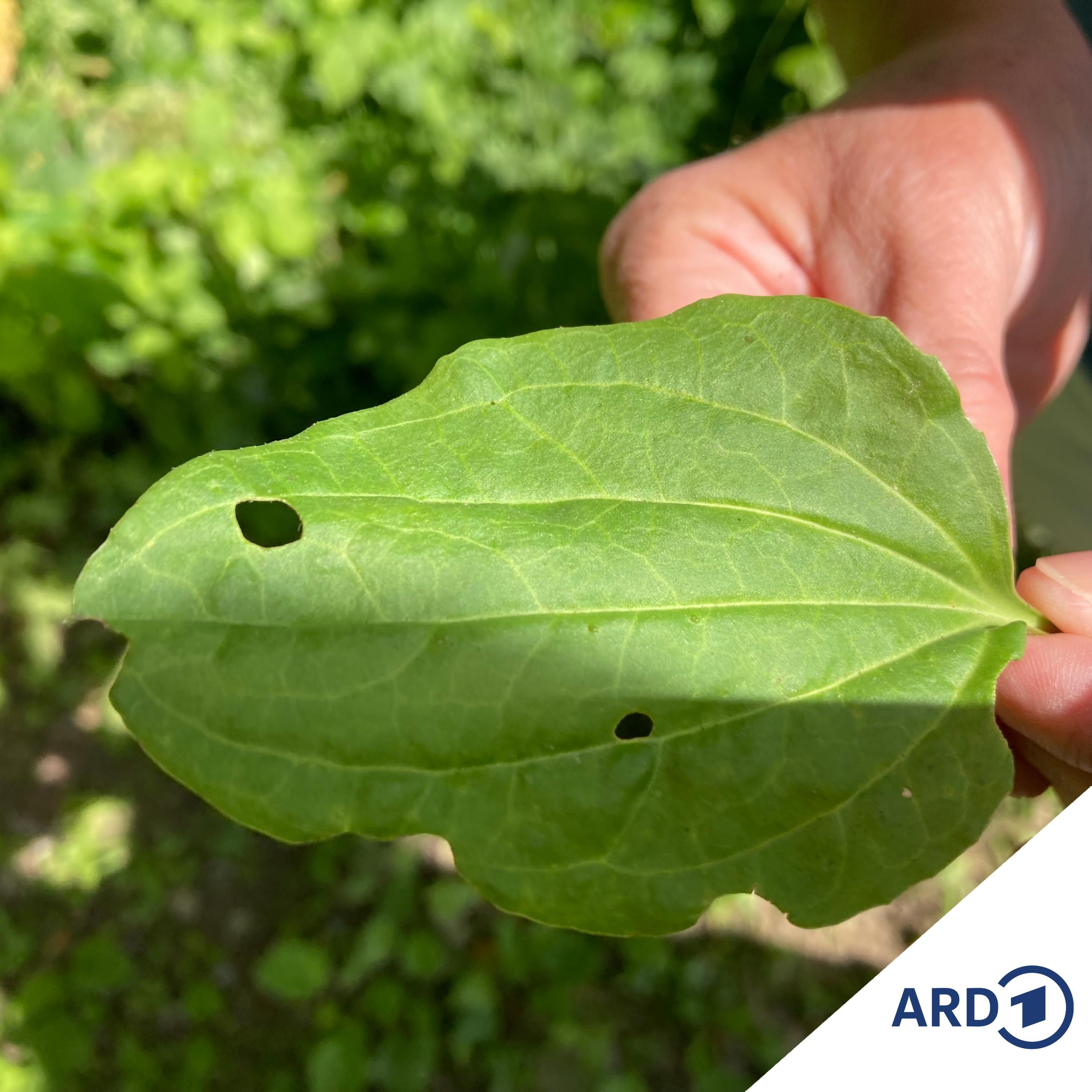 Welche Wildkräuter man essen kann und welche heilsam sind