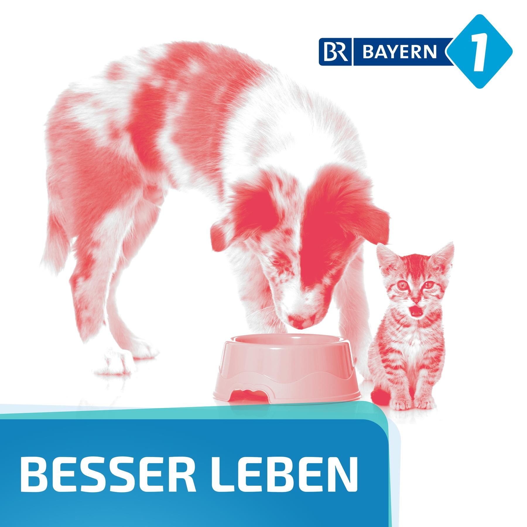 Welches Hundefutter kaufen?