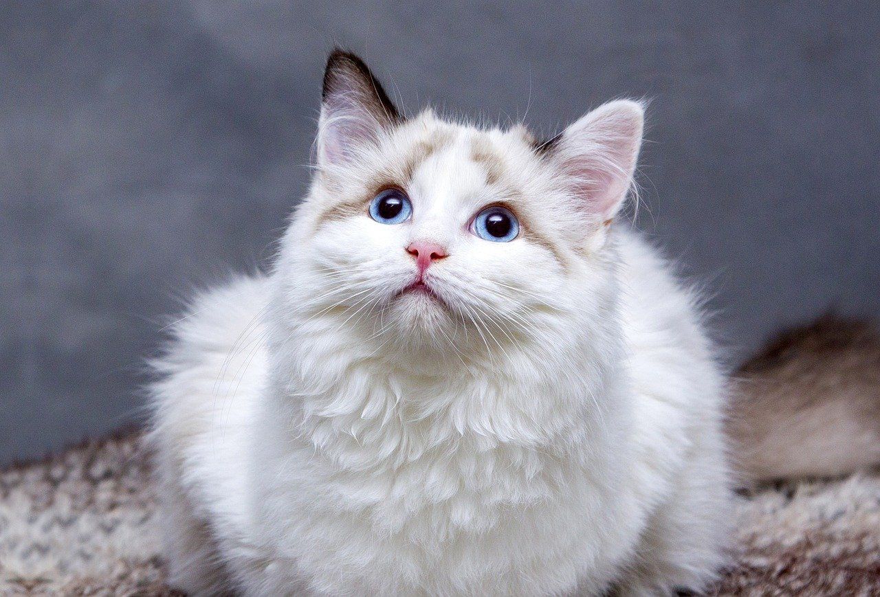 Welches Nassfutter für Katzen?