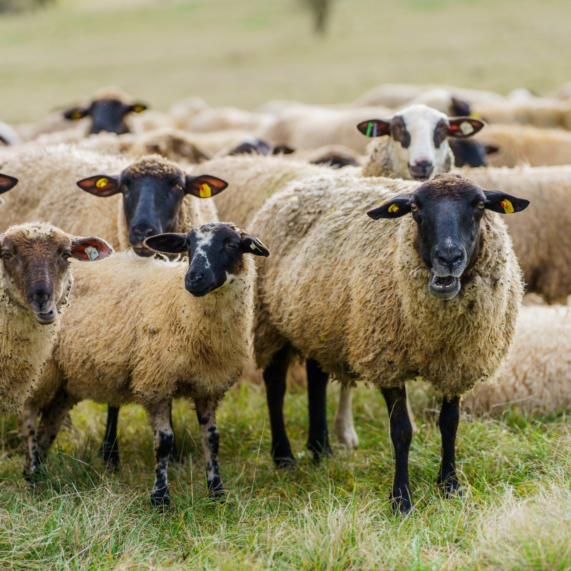 Weniger Platz für Rinder, Schafe und Ziegen: Die Hälfte der Weidefläche geht bis 2100 verloren