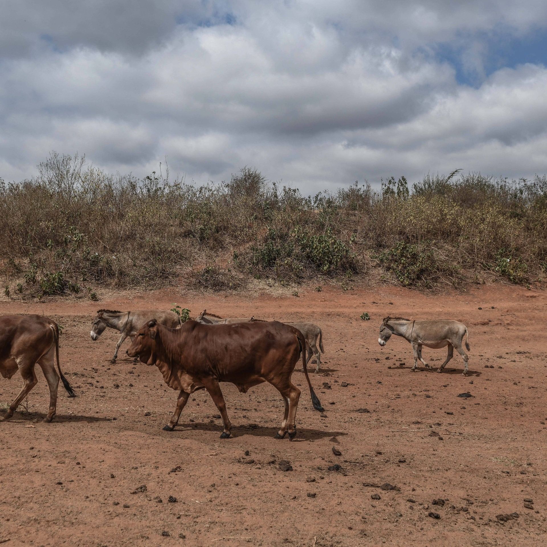 Wenn das Leben austrocknet: Dürre in Teilen Kenias
