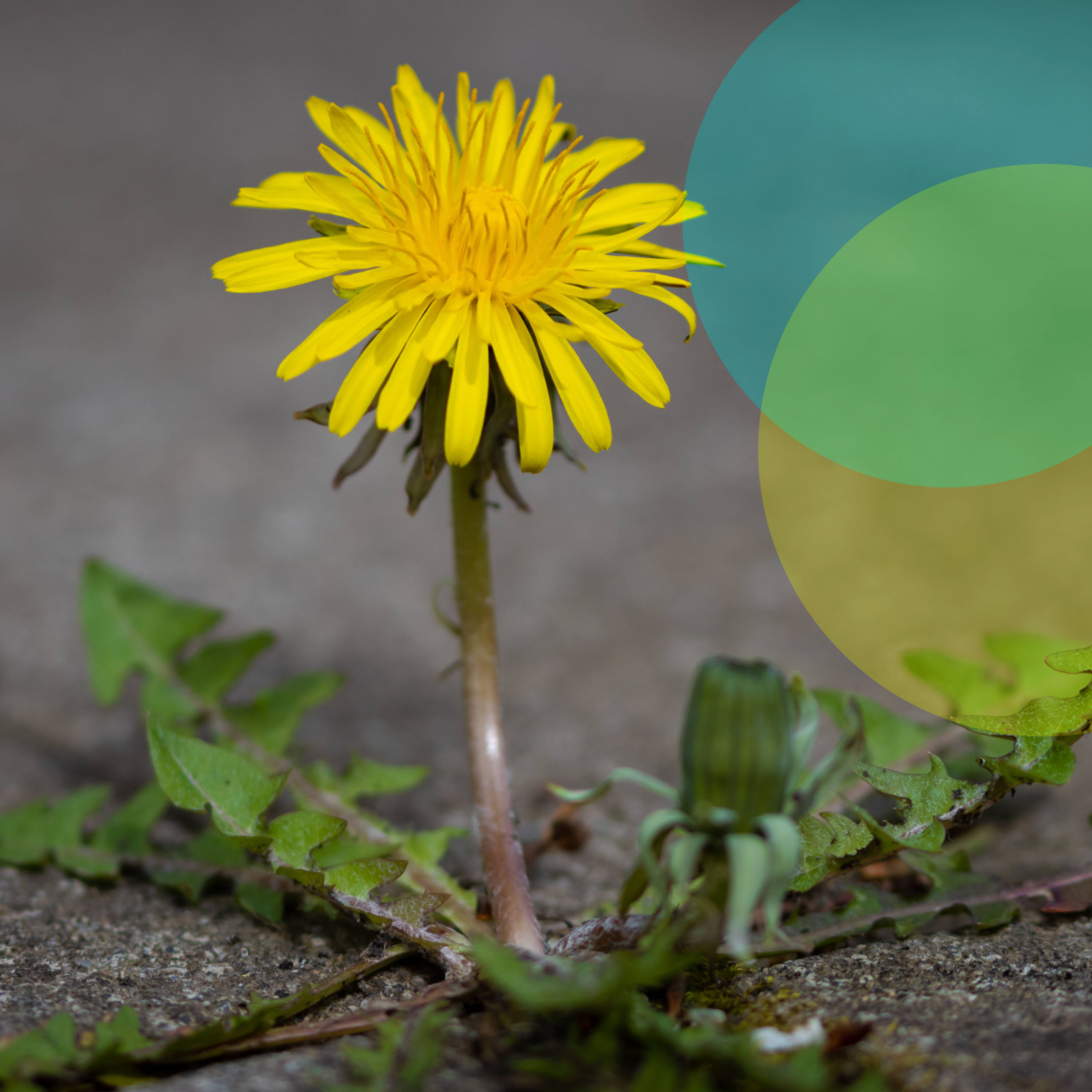 Wenn der Löwenzahn am Beton nagt – mehr Natur wagen?