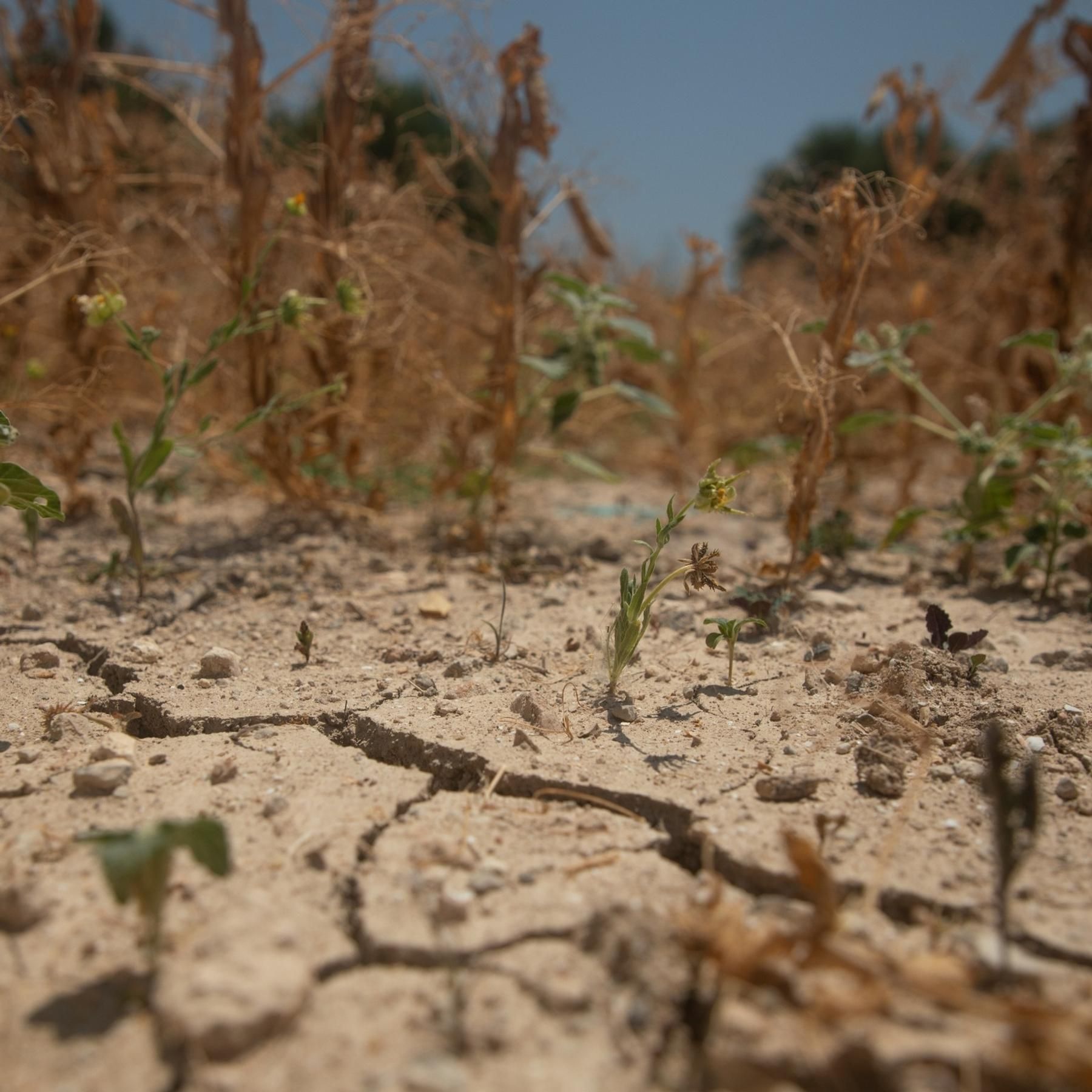 Wenn der Regen fehlt: So ernten Forschende Wasser in trockenen Gebieten