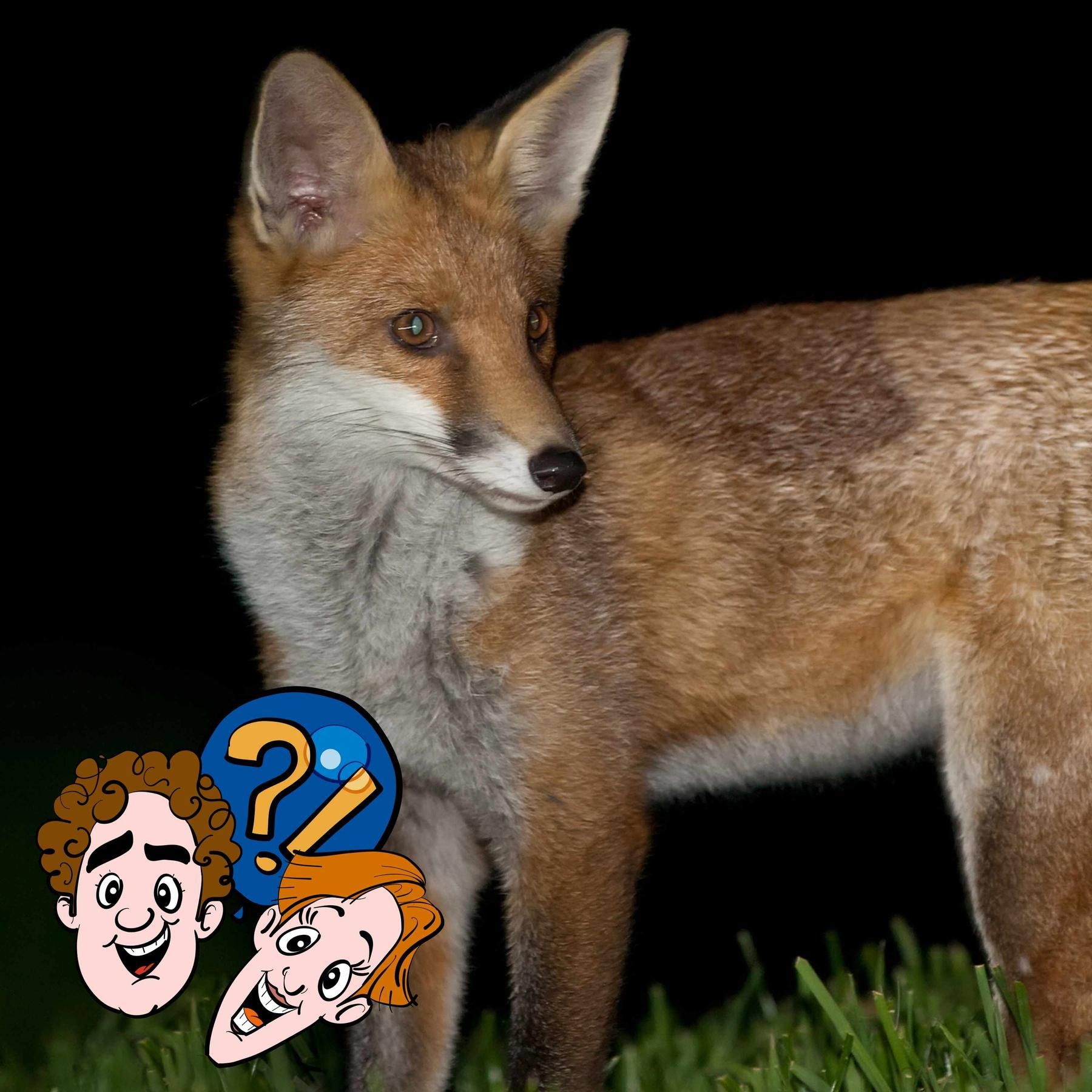 Wenn wir Angst im Dunkeln haben, haben nachtaktive Tiere dann Angst im Hellen?