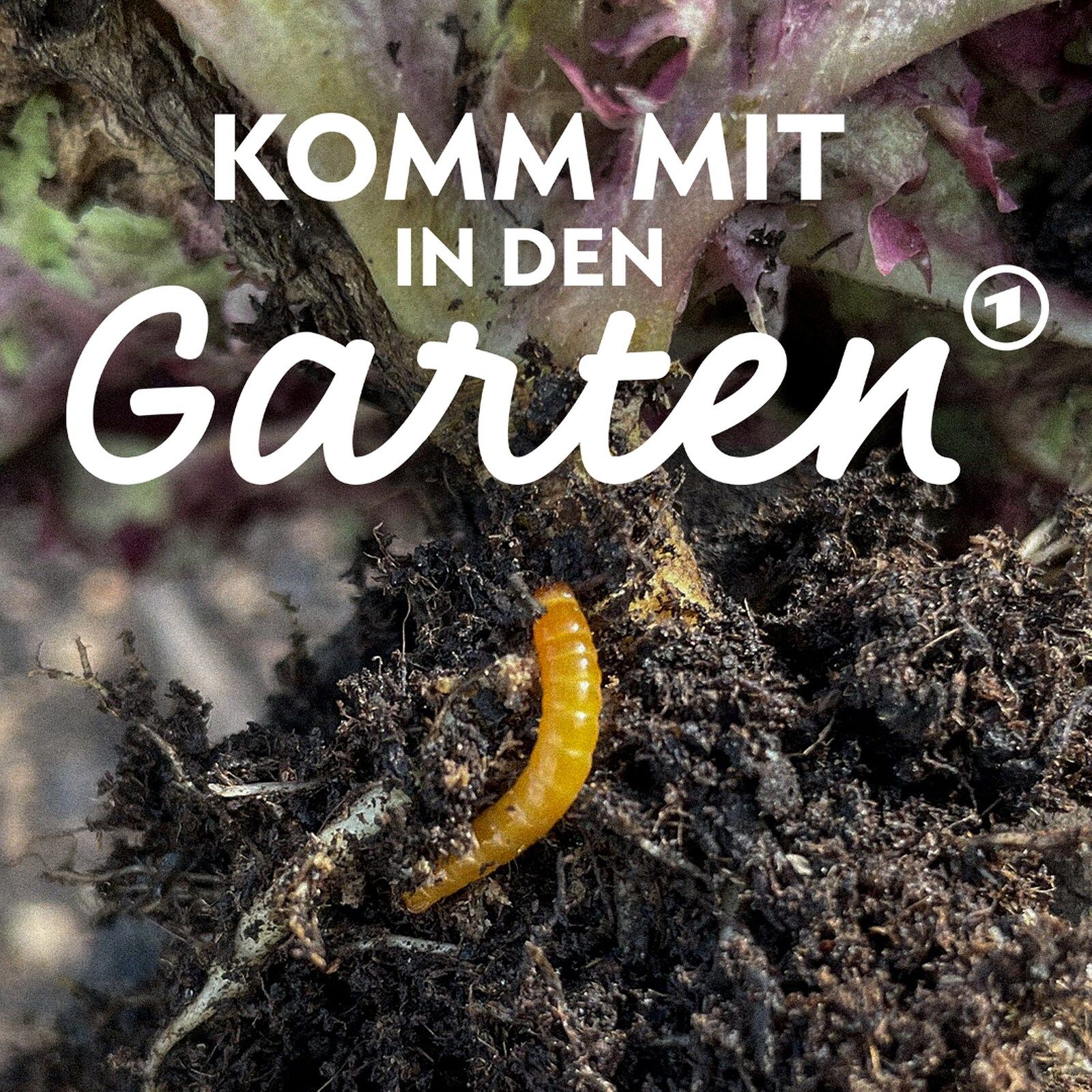 Wer durchlöchert mein Gemüse? Drahtwürmer loswerden