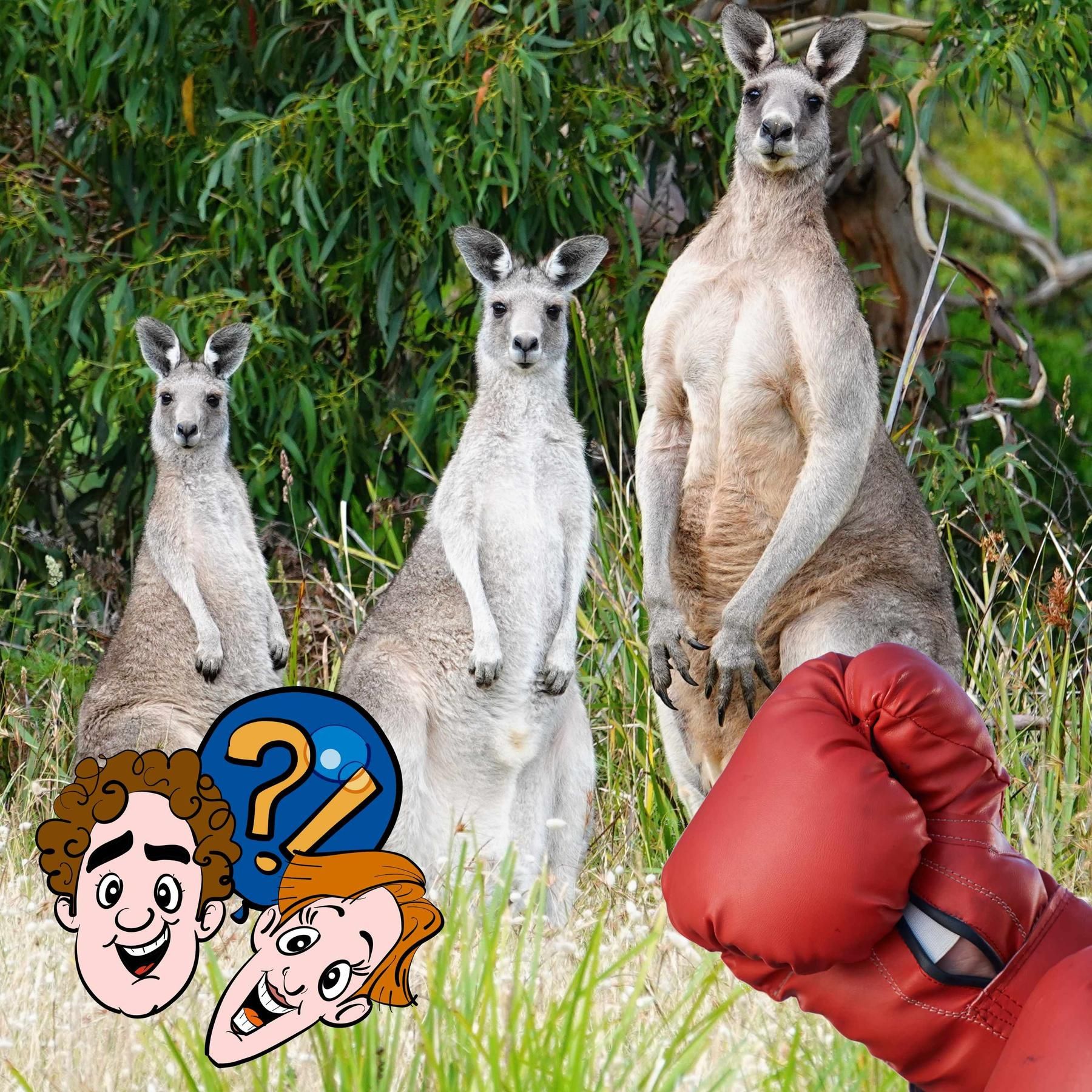 Wer gewinnt einen Boxkampf zwischen einem Känguru und einem Boxer?