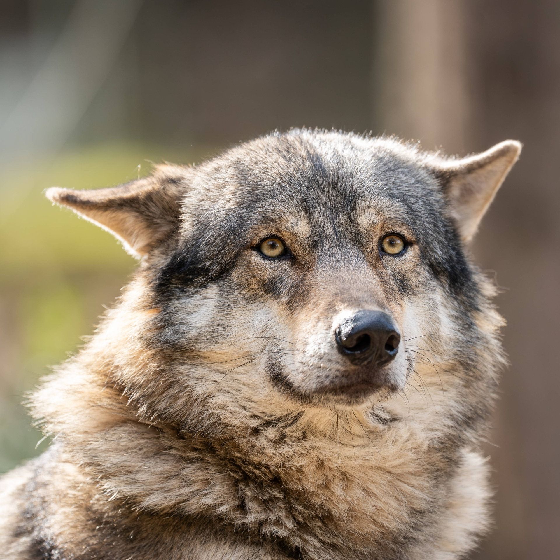 Wer hat Angst vorm Hornisgrinde-Wolf?