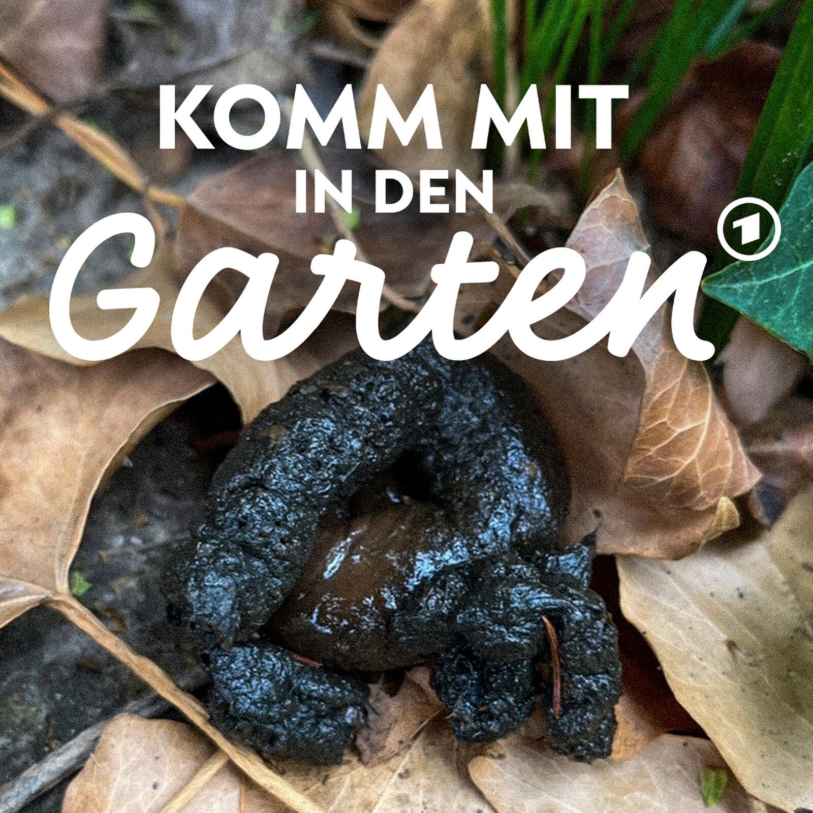 Wer hat in meinen Garten gemacht?